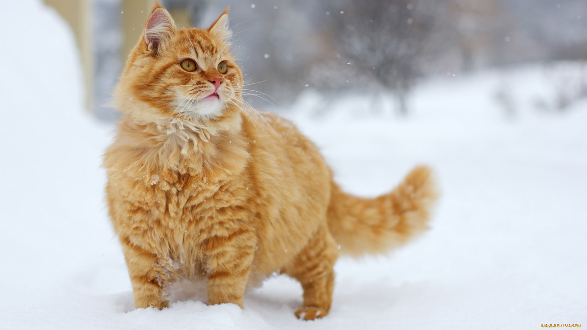 животные, коты, снег