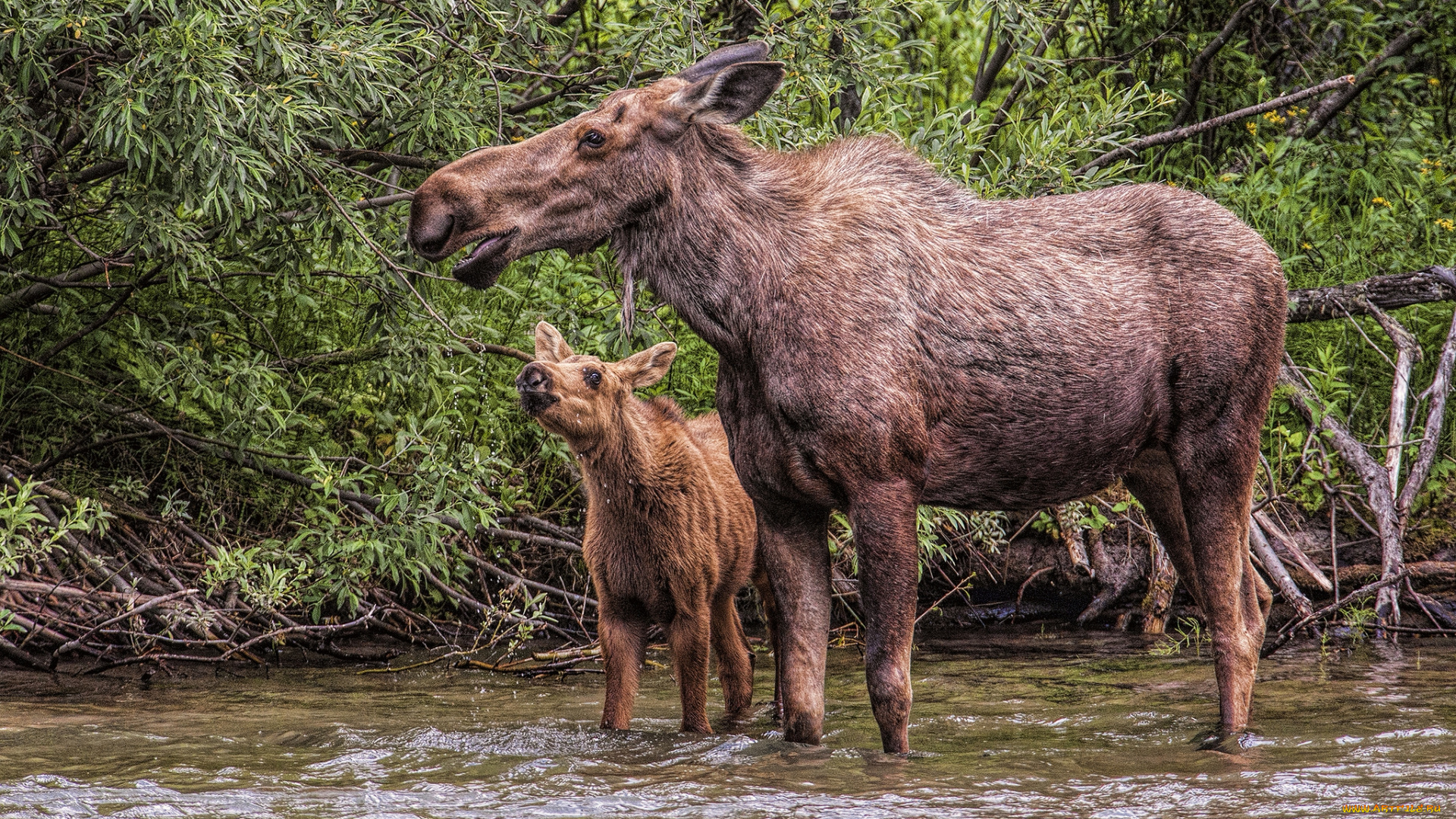 животные, лоси, лосенок, лосиха