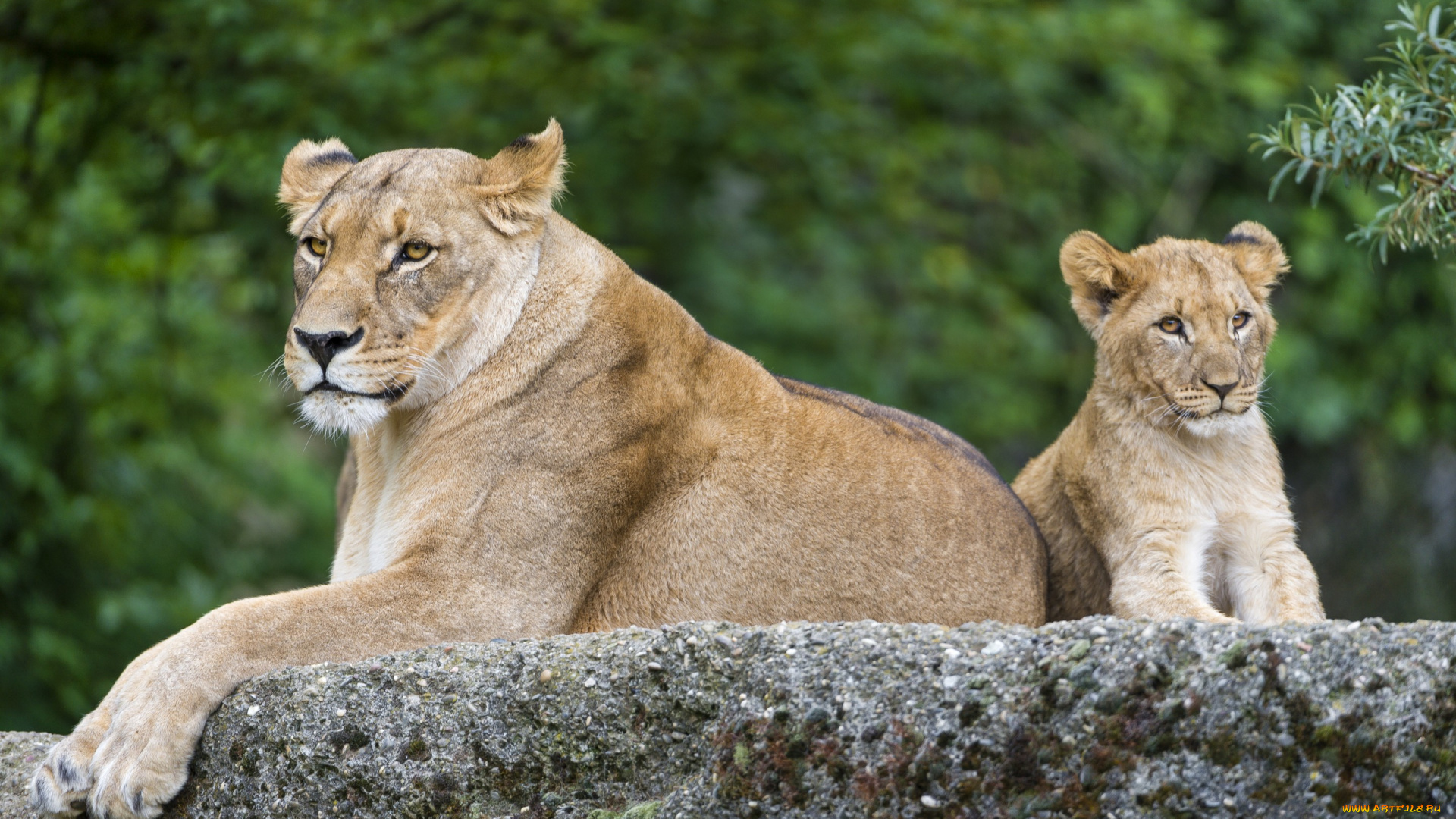 животные, львы, львица, кошка, львёнок, детёныш, котёнок, камень