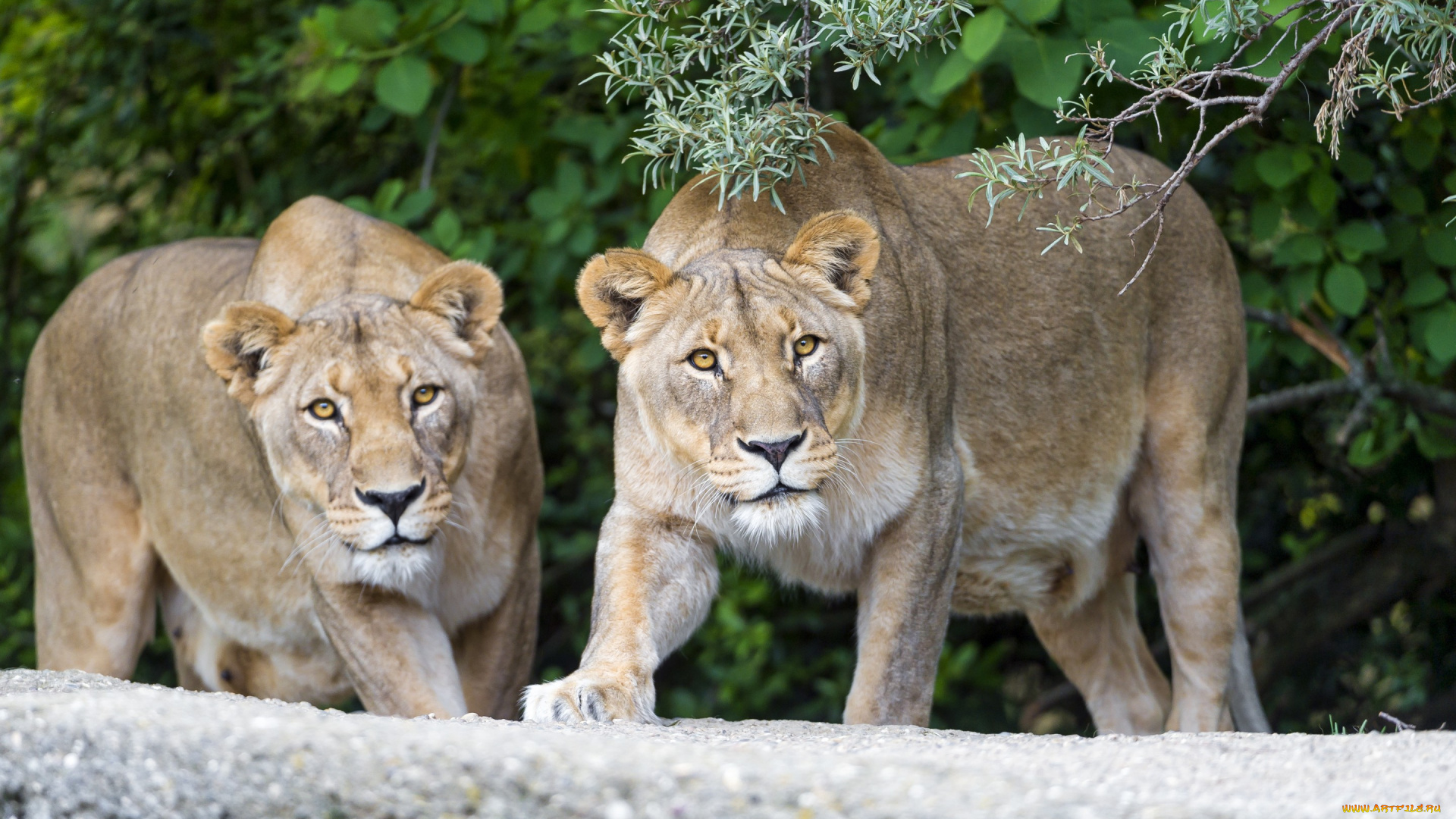животные, львы, львицы, кошки, пара, взгляд, ветка