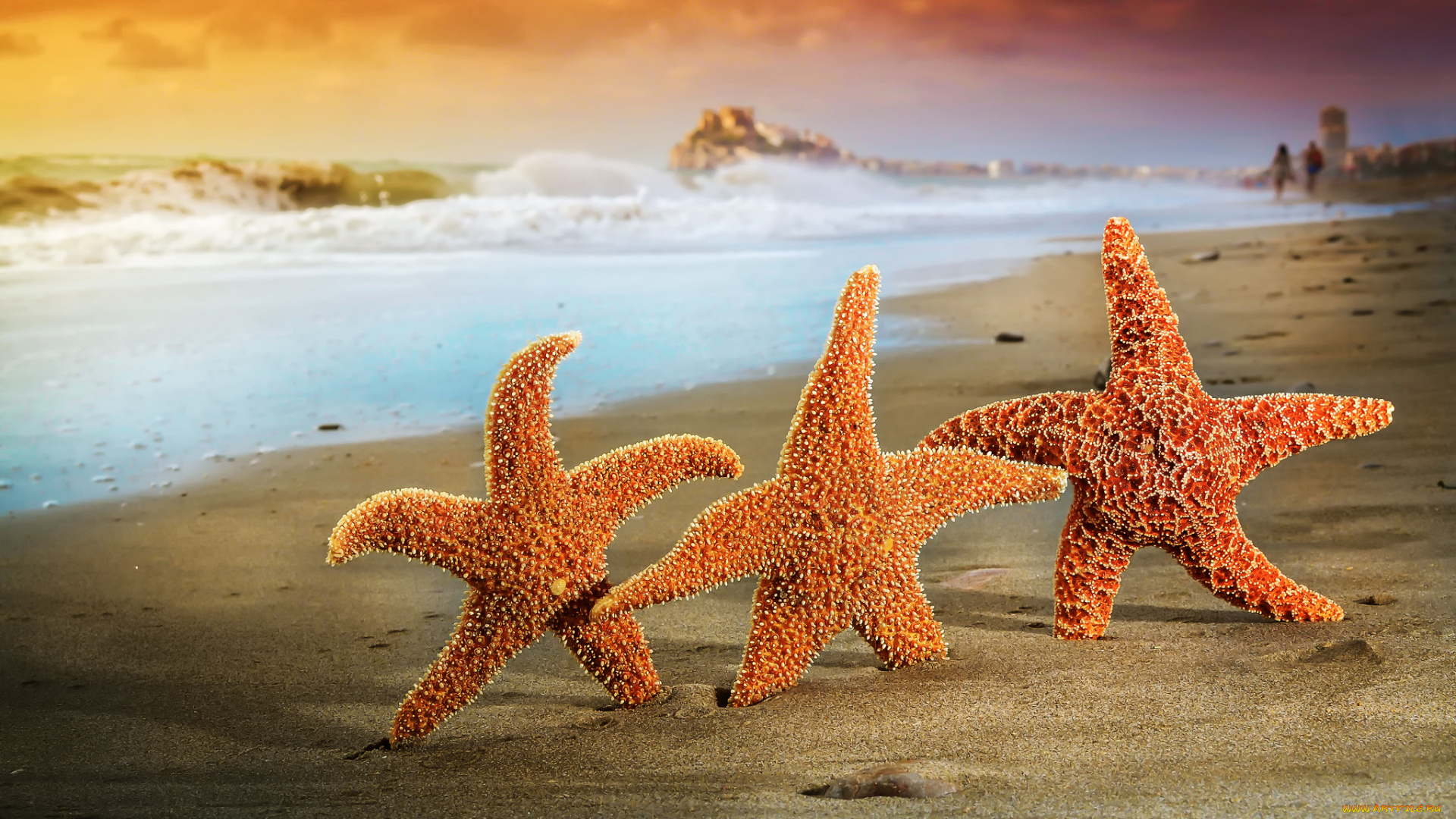 животные, морские, звёзды, лето, песок, звезды, пляж, море