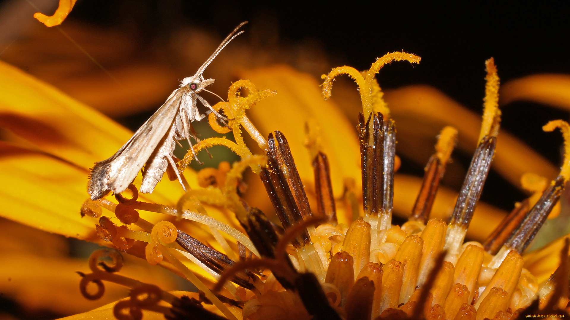 животные, насекомые, моль, тычинки, цветок, насекомое, макро