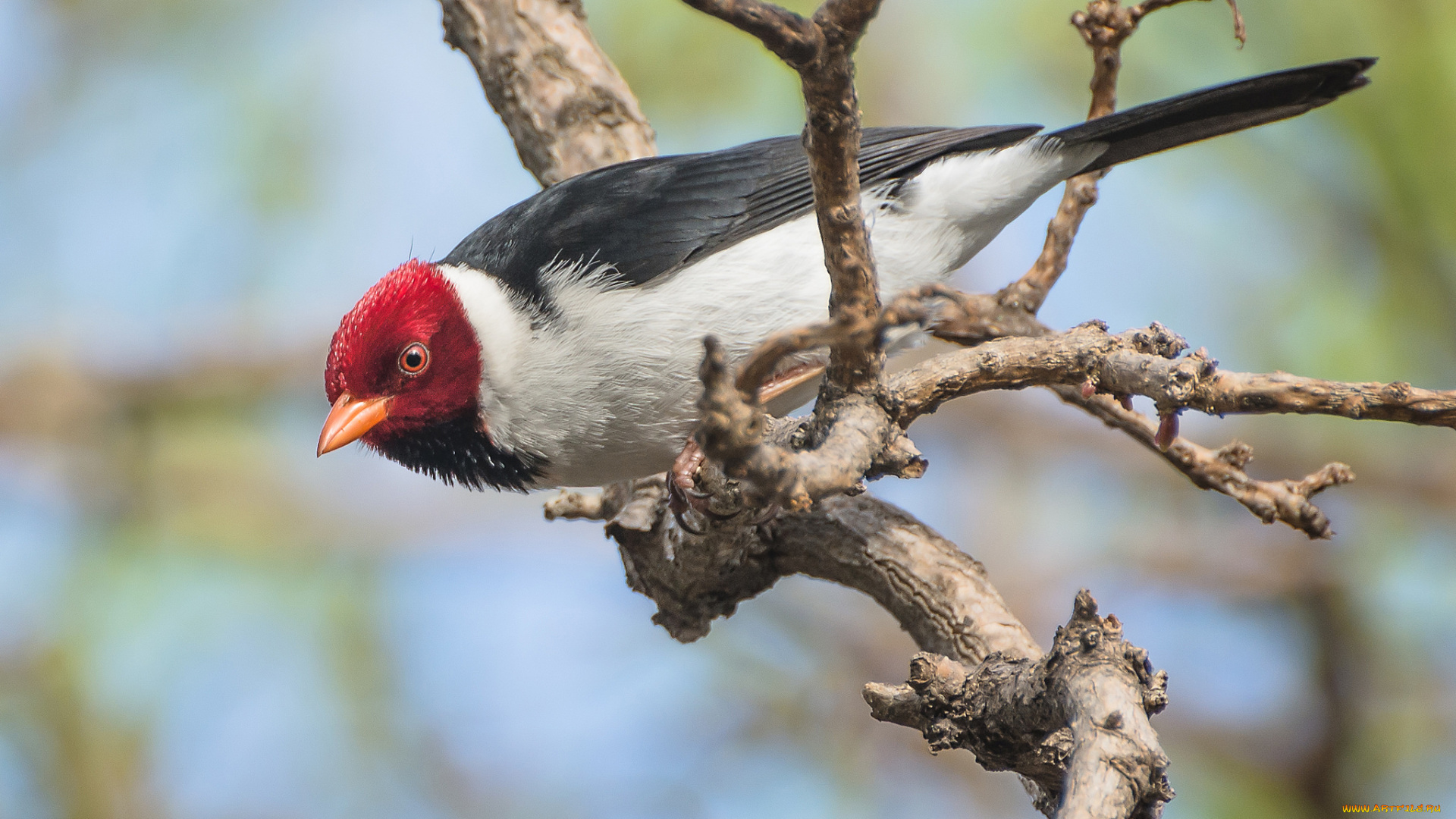 животные, птицы, птица