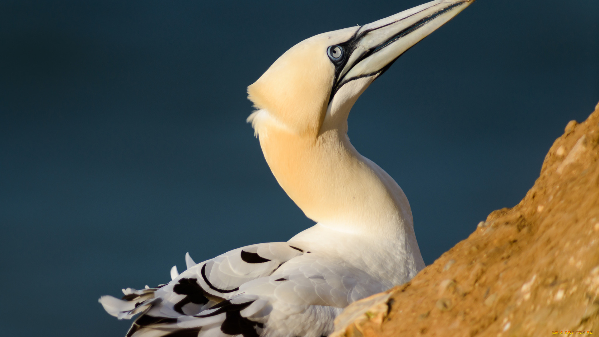 животные, птицы, птица, клюв