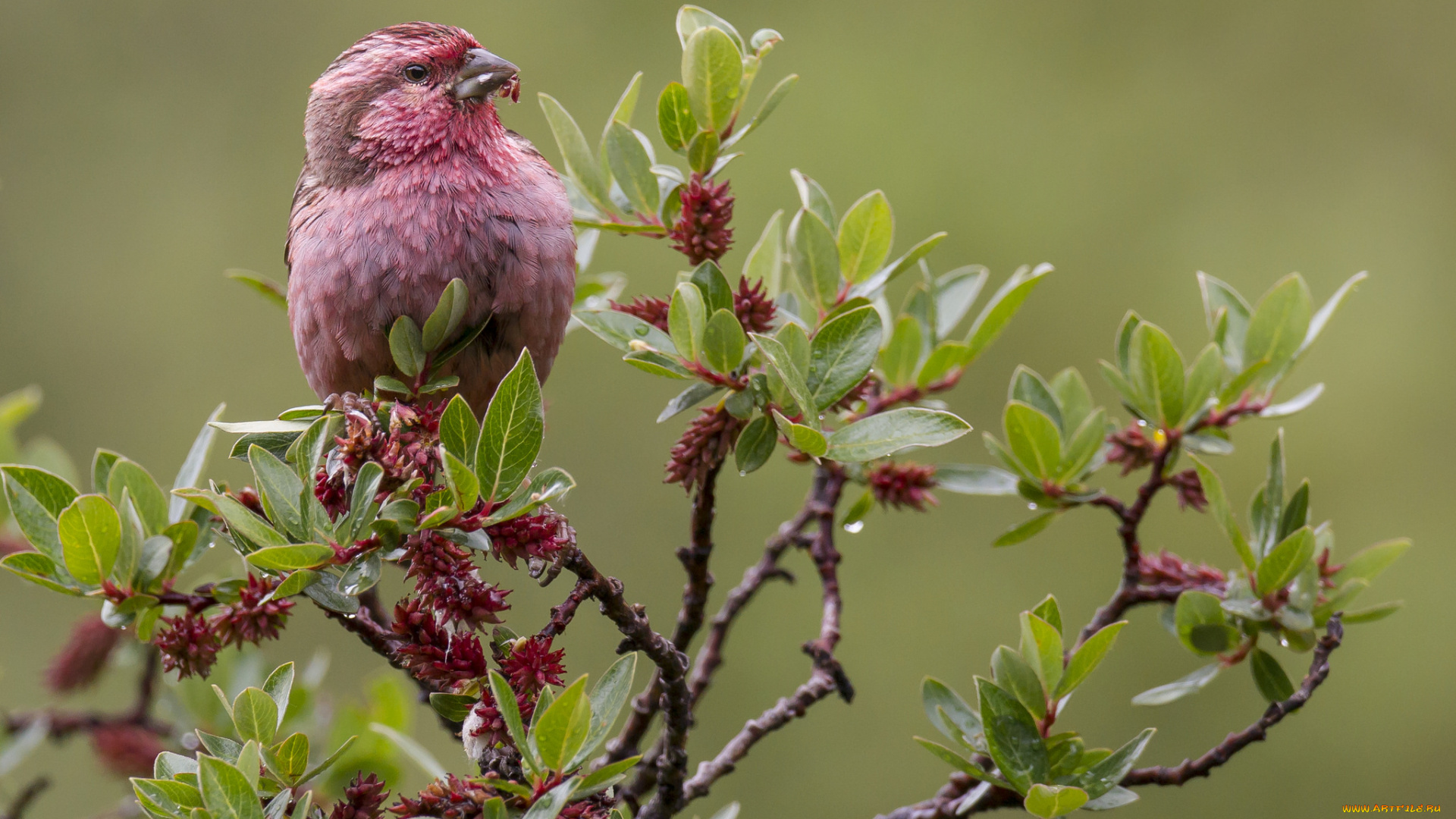 животные, птицы, ветки, листья, капли, птица