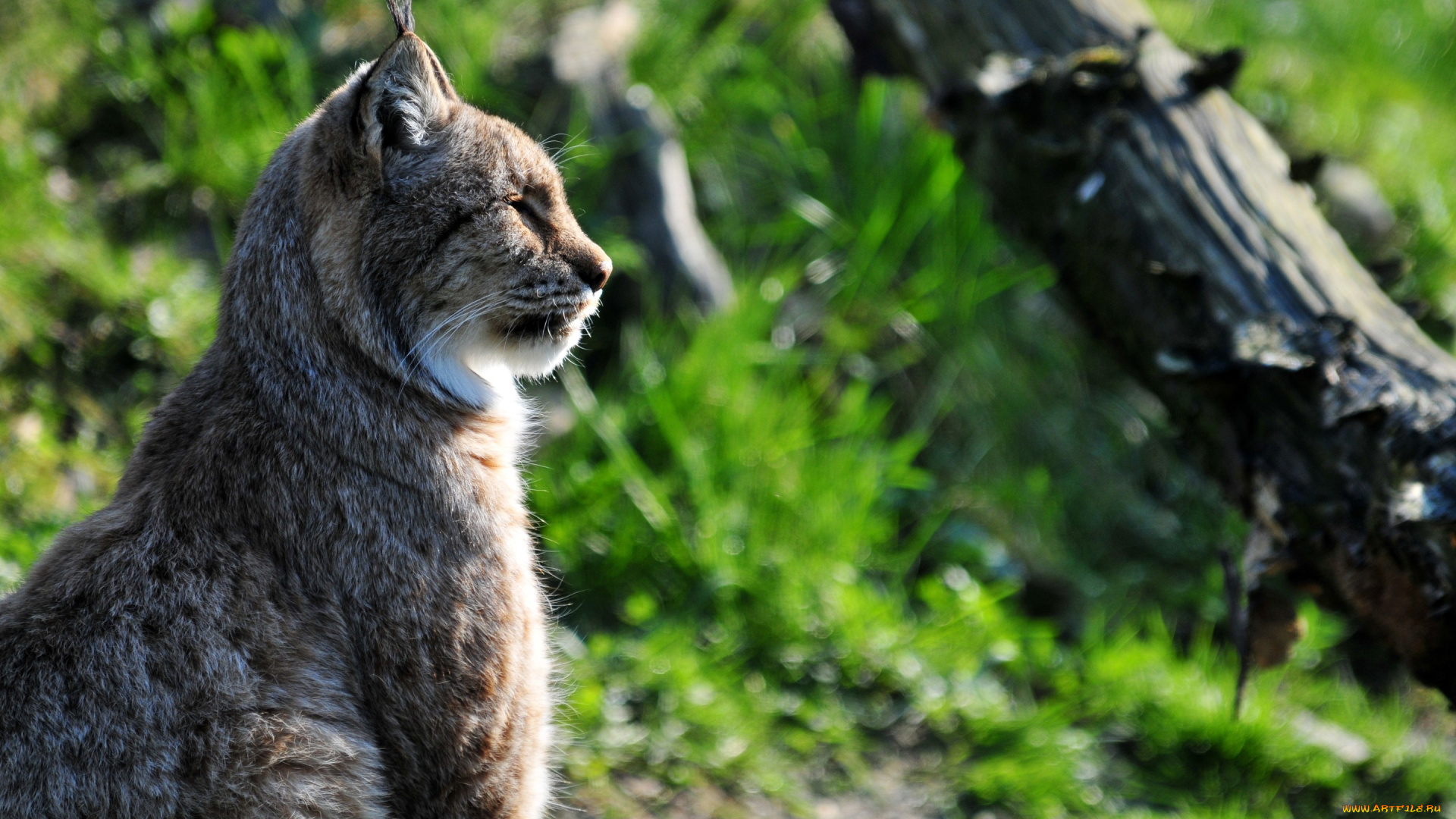 животные, рыси, профиль, кошка, рысь