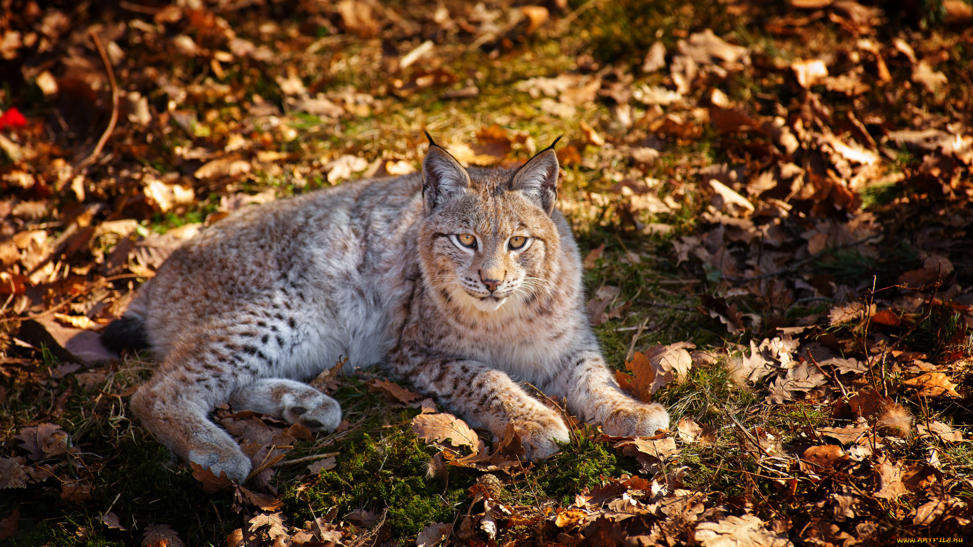 животные, рыси, серая, рысь, смотрит, лежит, прошлогодние, сухие, листья