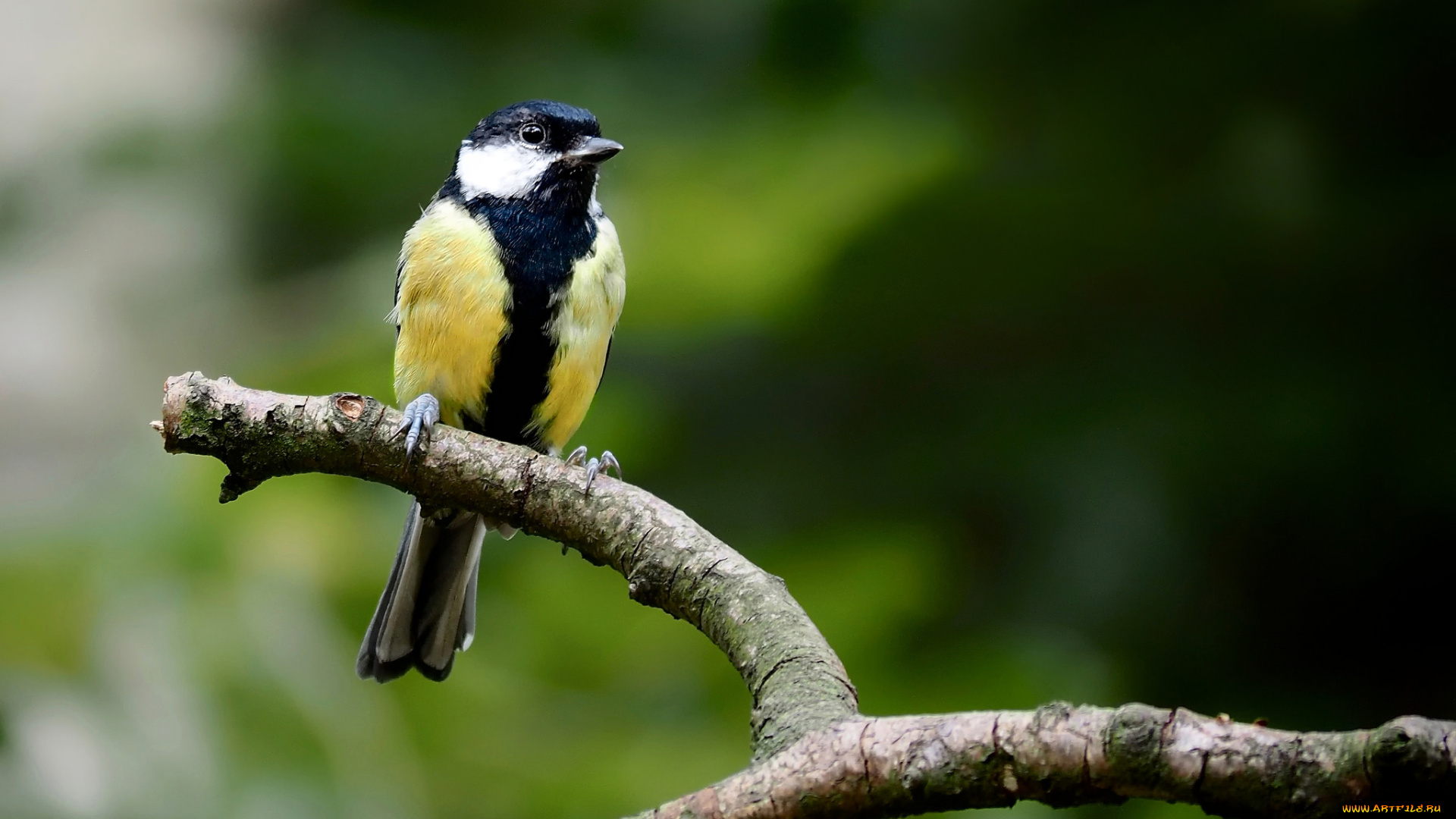 животные, синицы, , лазоревки, птица, ветка, зелёный, фон