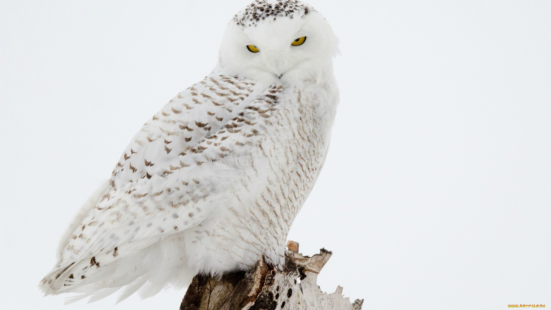 животные, совы, сова, птица, белая, взгляд