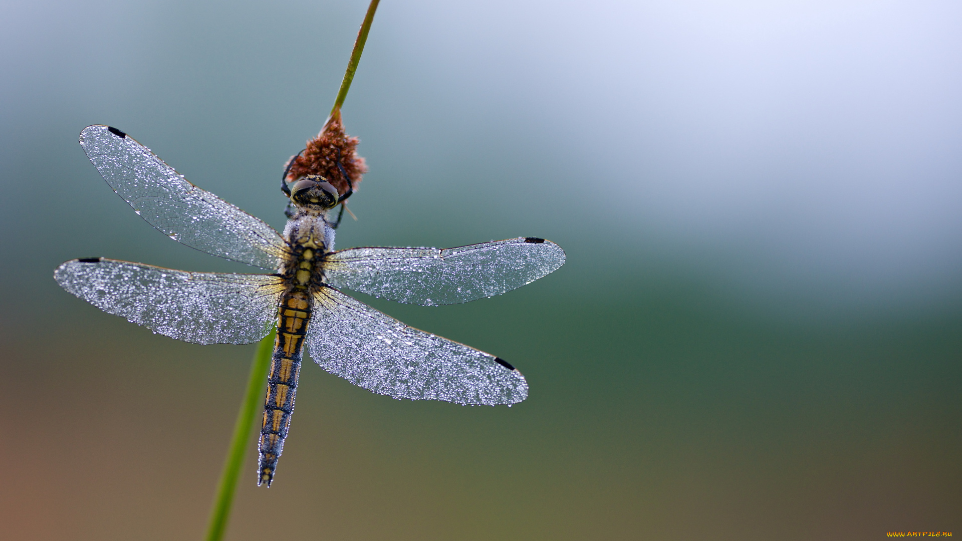животные, стрекозы, роса, капельки, стрекоза, травинка
