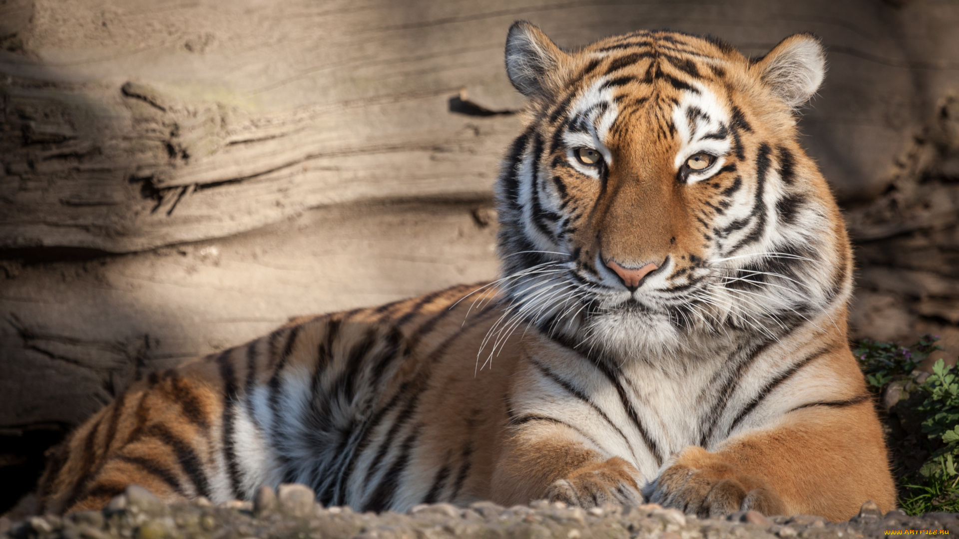 животные, тигры, кошка, амурский, тигр, отдых