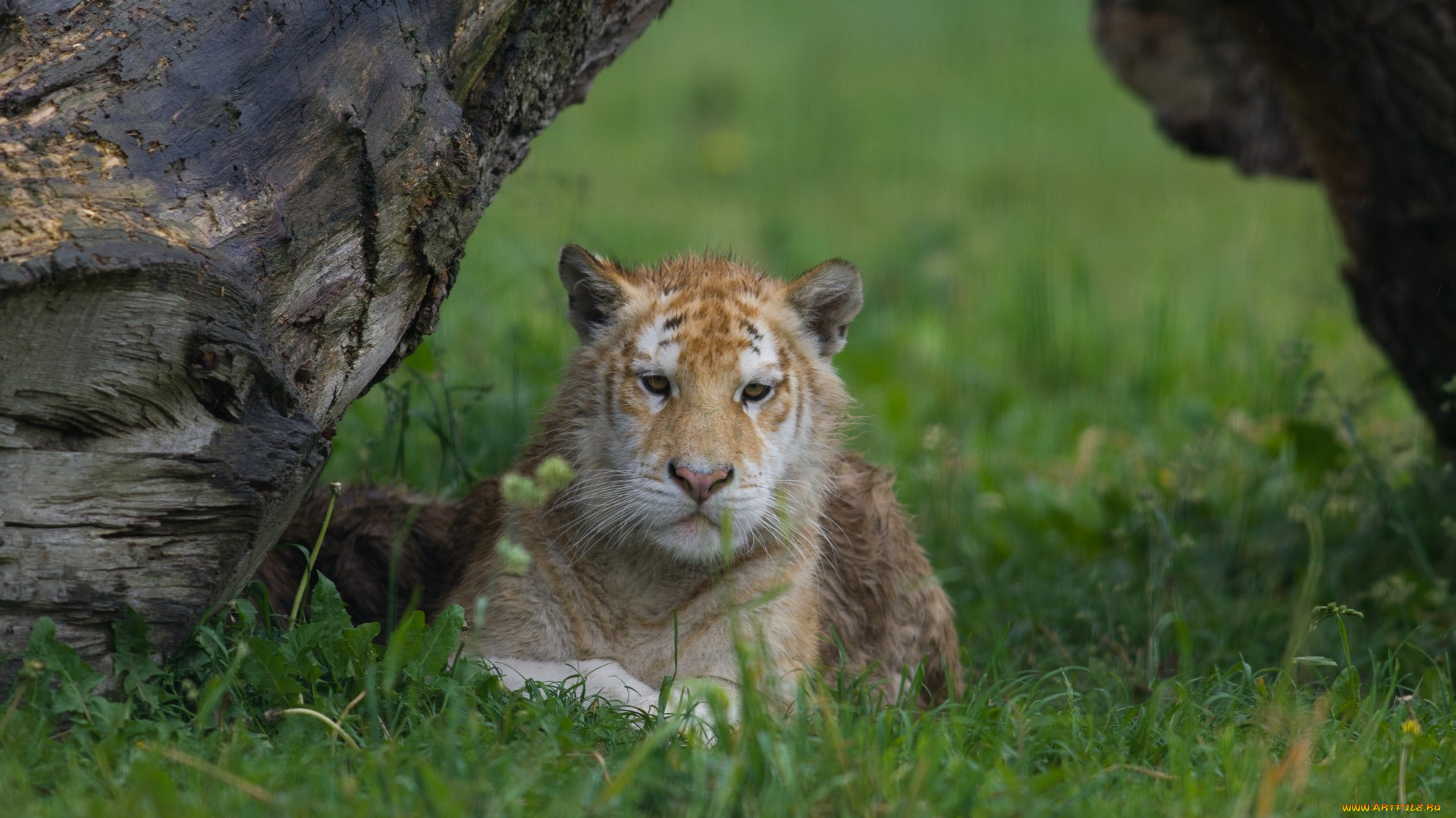 животные, тигры, кошка, золотой, тигр, тигрёнок, мокрый, коряга, трава
