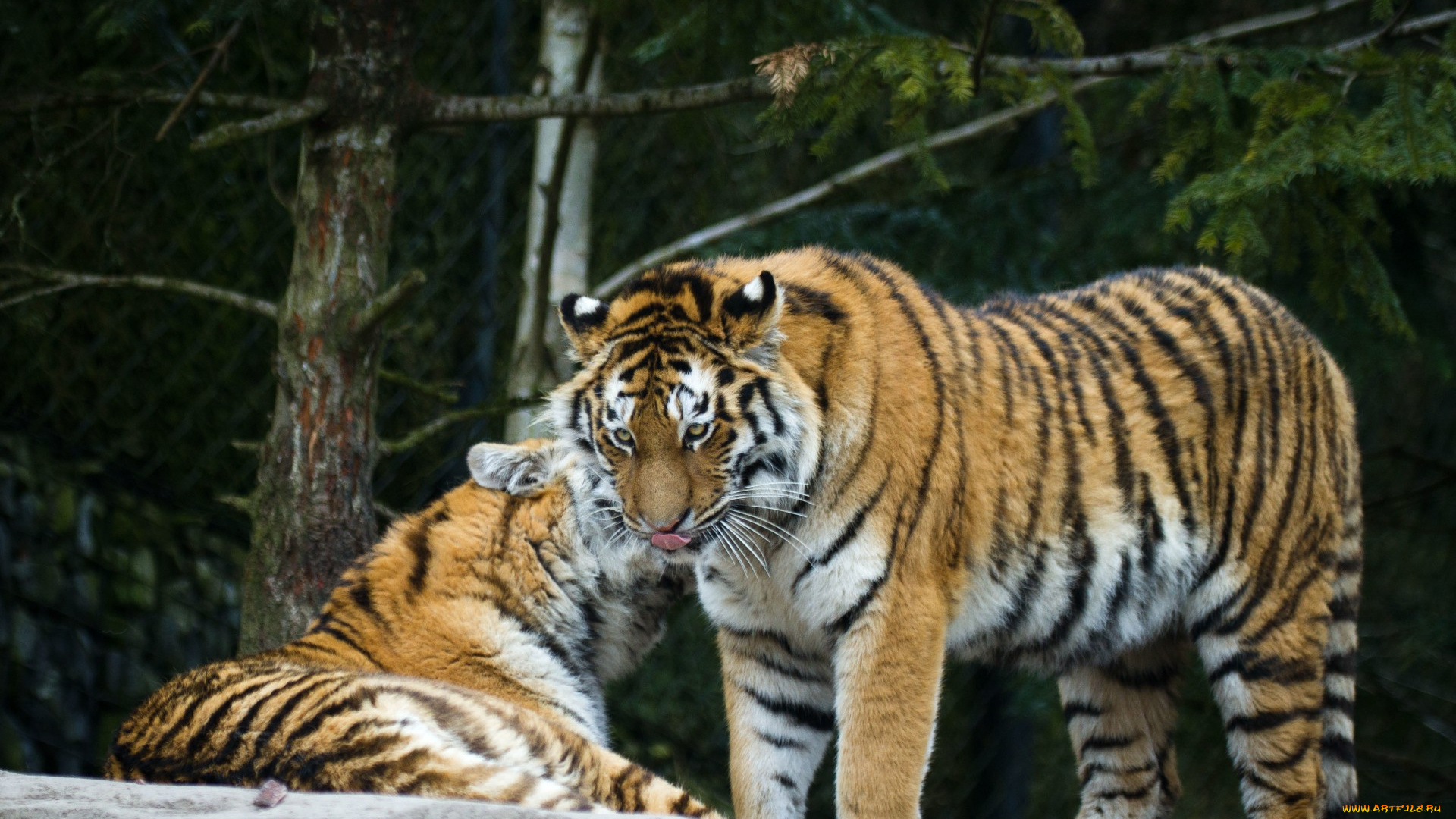 животные, тигры, тигр, кошки, амурский, пара