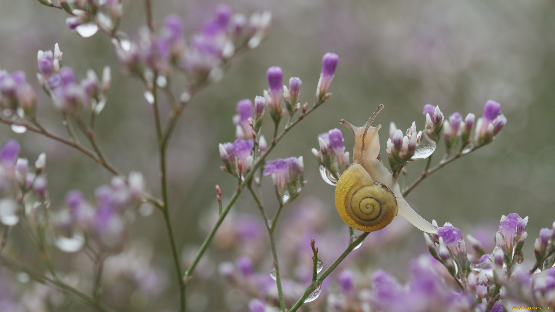 животные, улитки, ветка, улитка, капли, цветы
