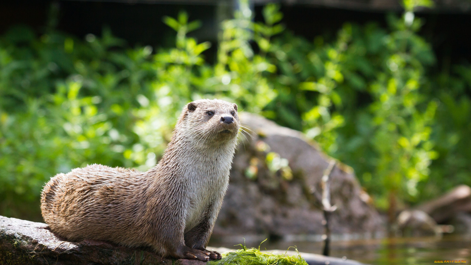 животные, выдры, , каланы, , ондатры, выдра, камень, тина, взгляд