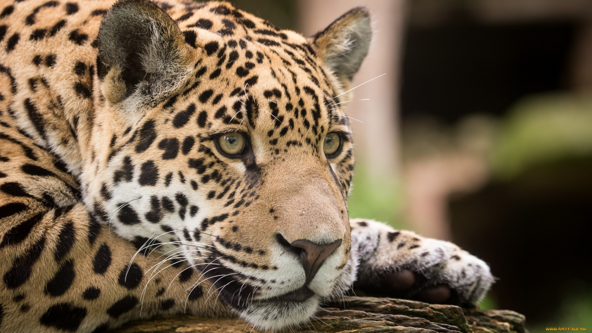 животные, Ягуары, ягуар, кошка, морда, взгляд