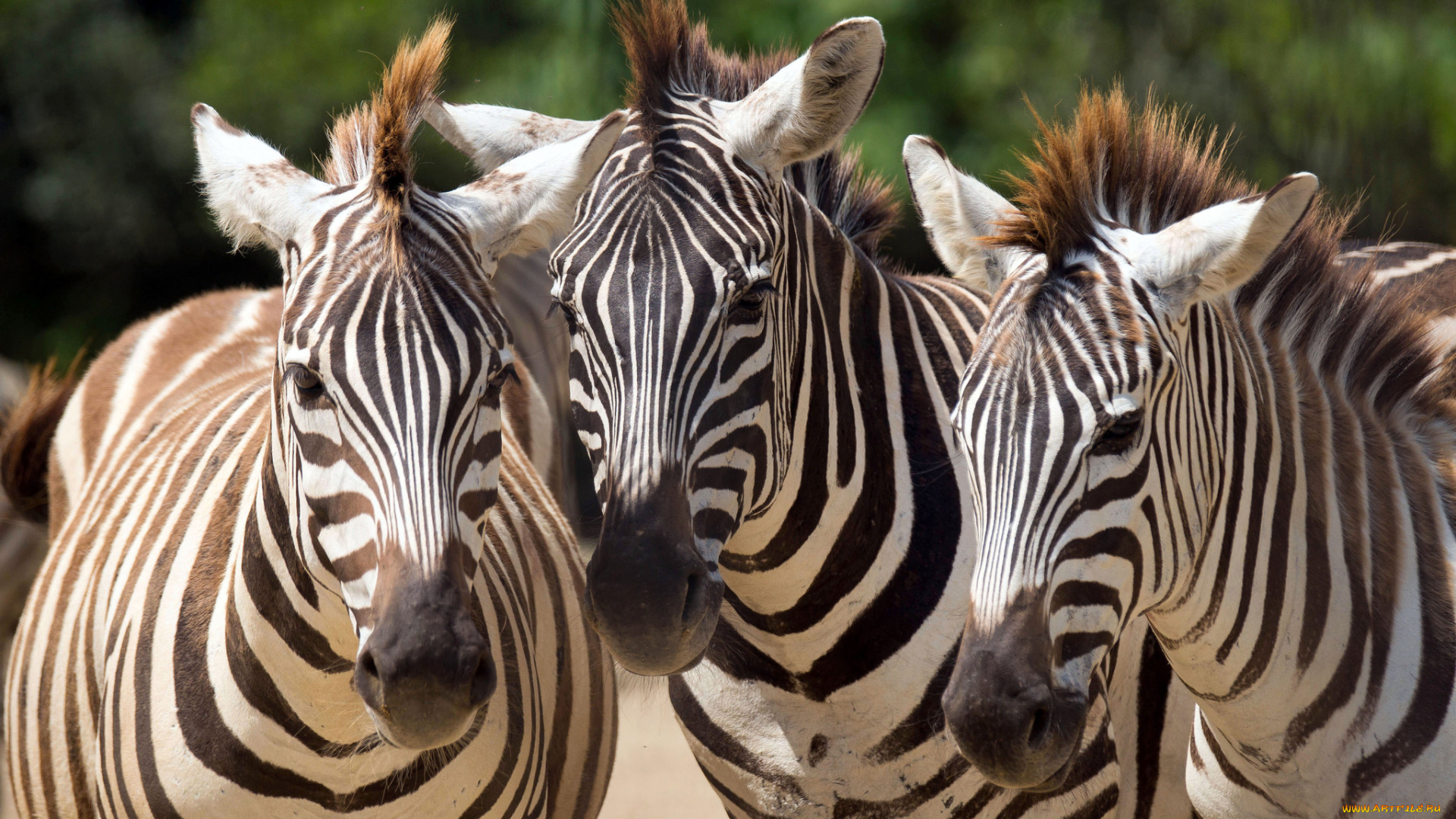 животные, зебры, зебра, полосатики