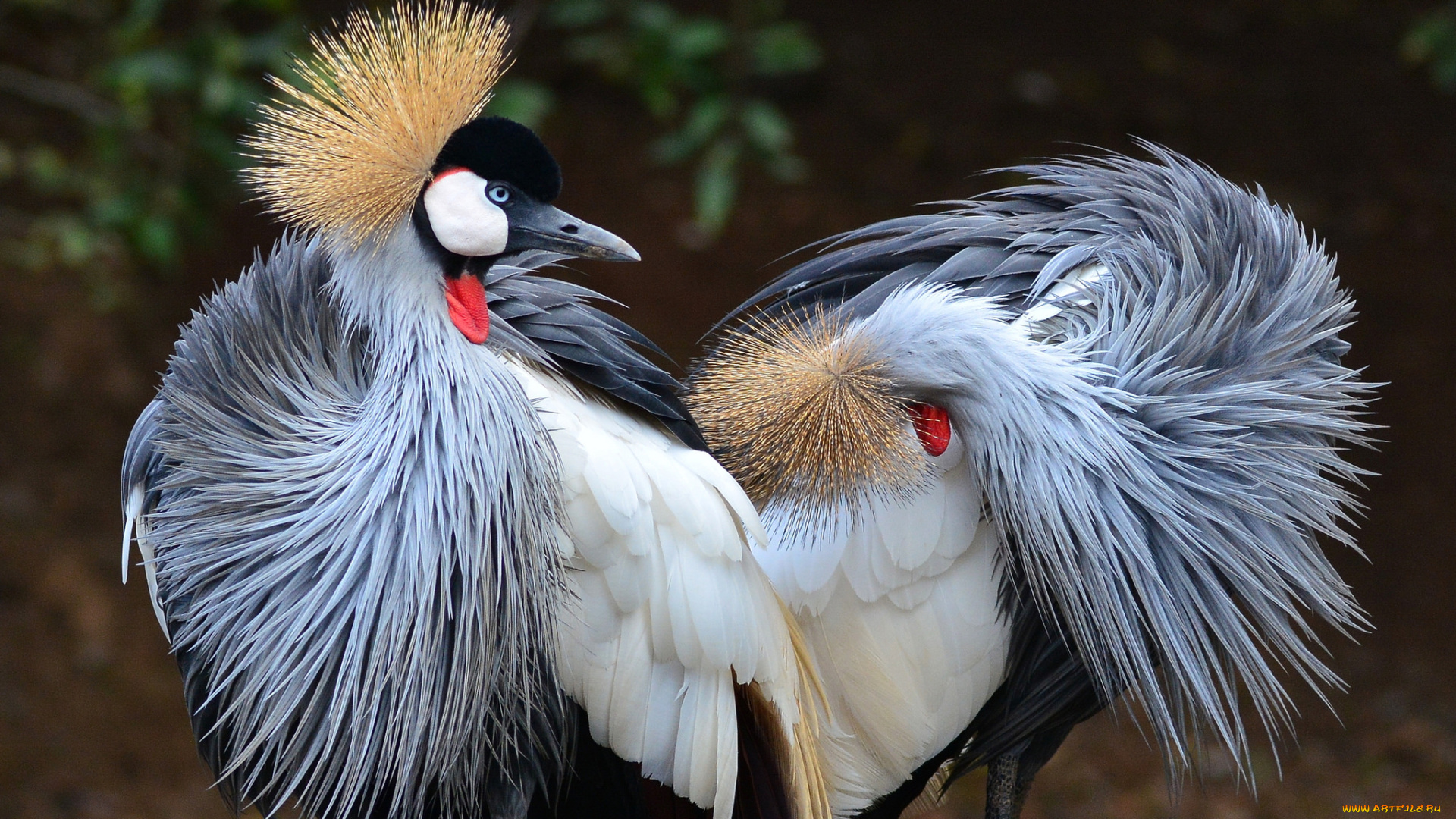 животные, журавли, венценосные