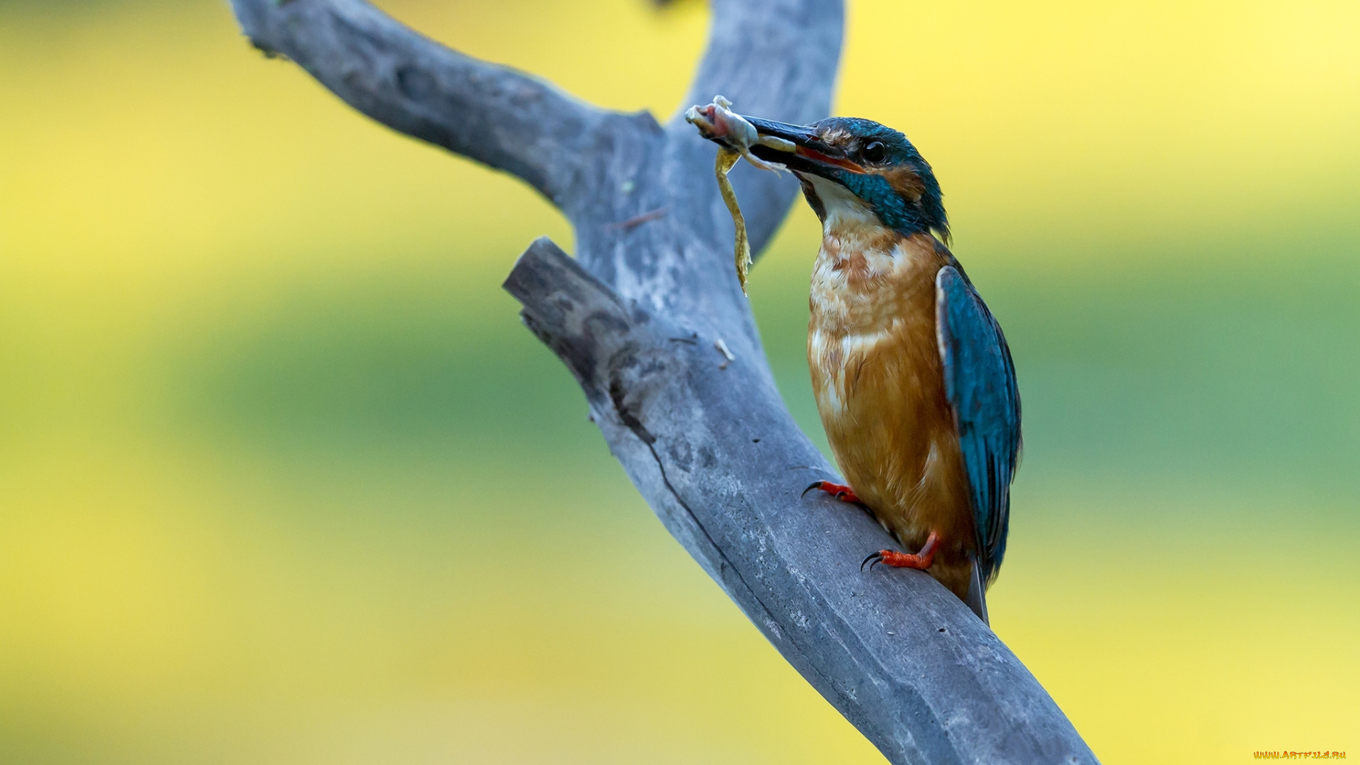 животные, зимородки, лягушка, добыча, ветка, дерево, зимородок, птица, сук