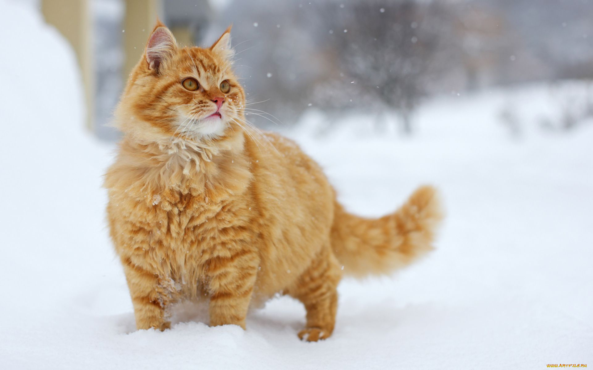 животные, коты, снег