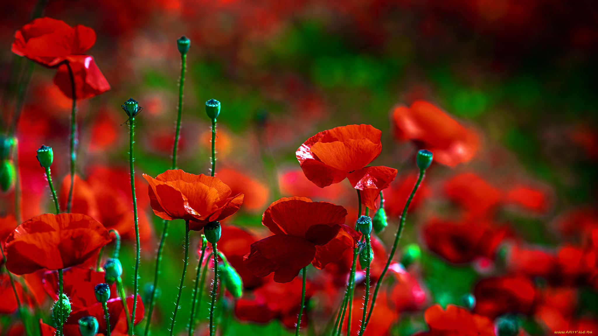 цветы, маки, поле