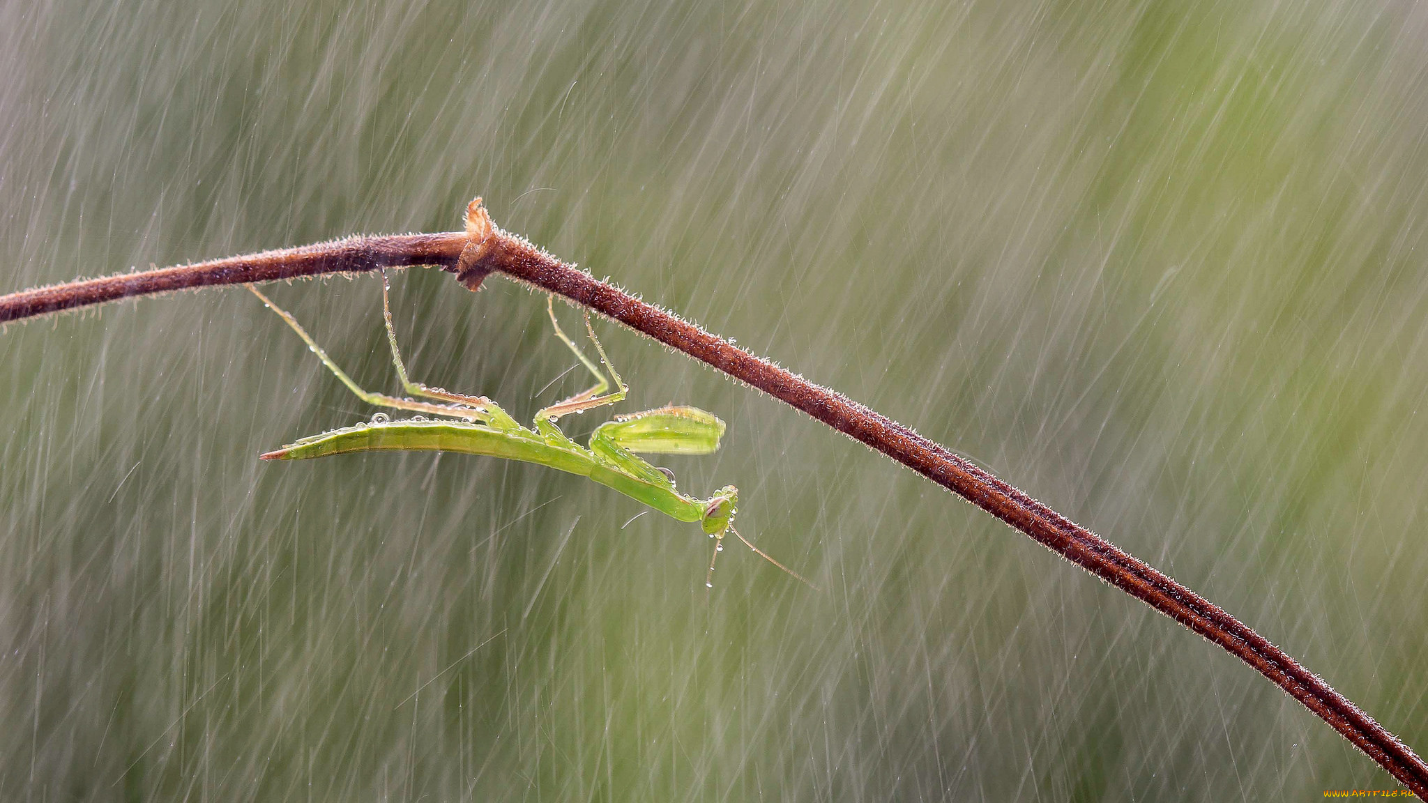 животные, богомолы, дождь, капли, богомол, ветка