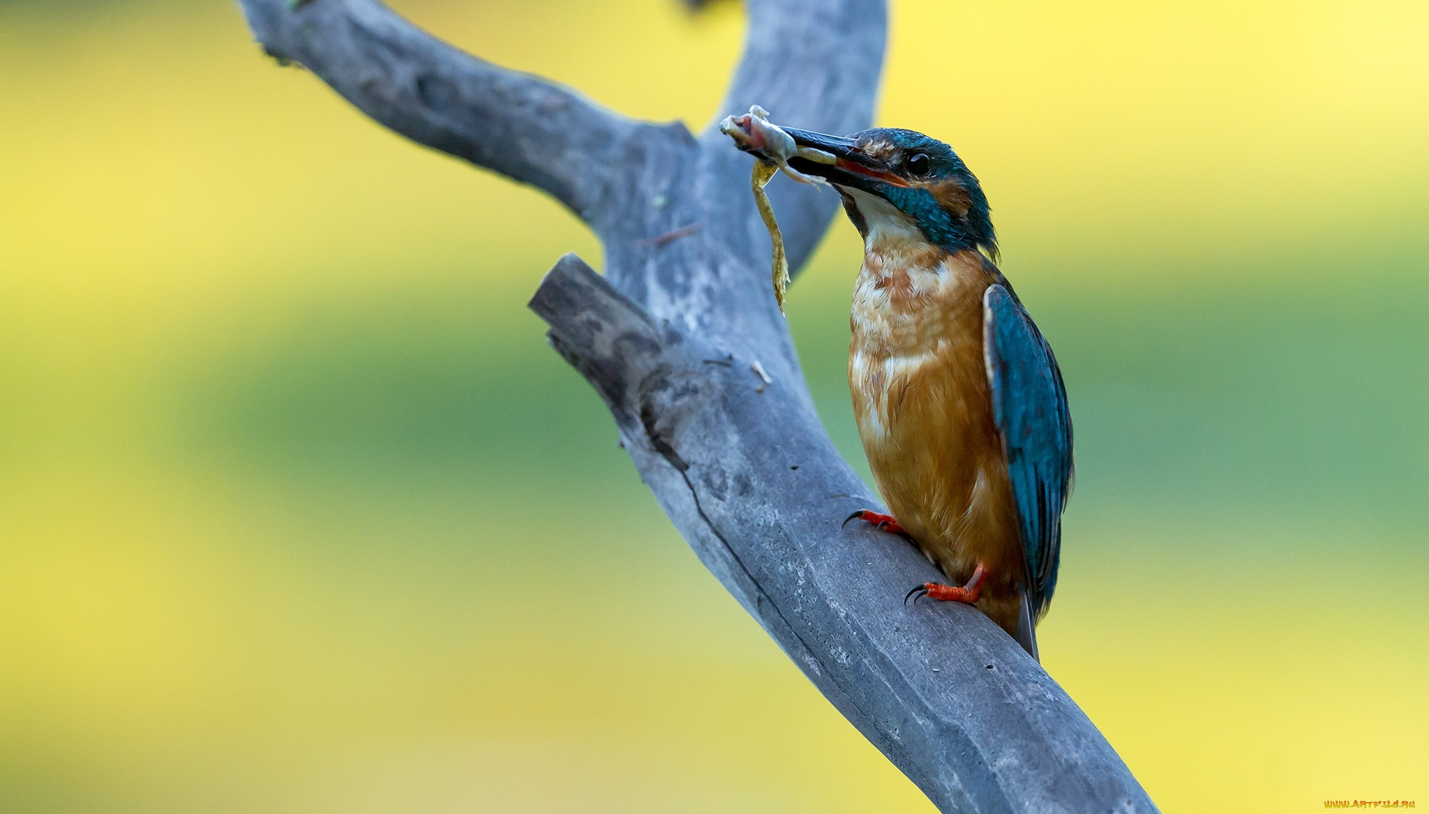 животные, зимородки, лягушка, добыча, ветка, дерево, зимородок, птица, сук