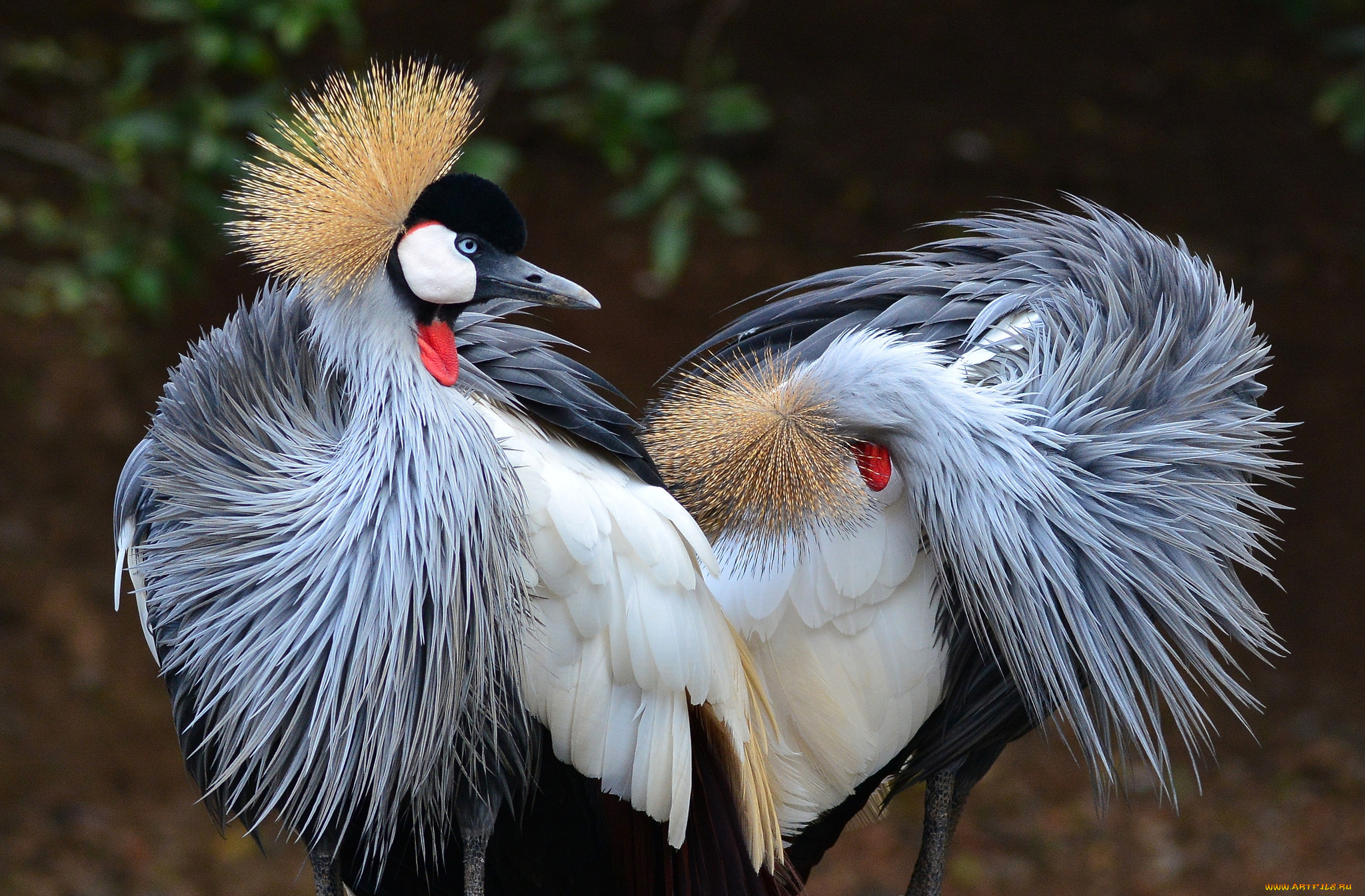животные, журавли, венценосные