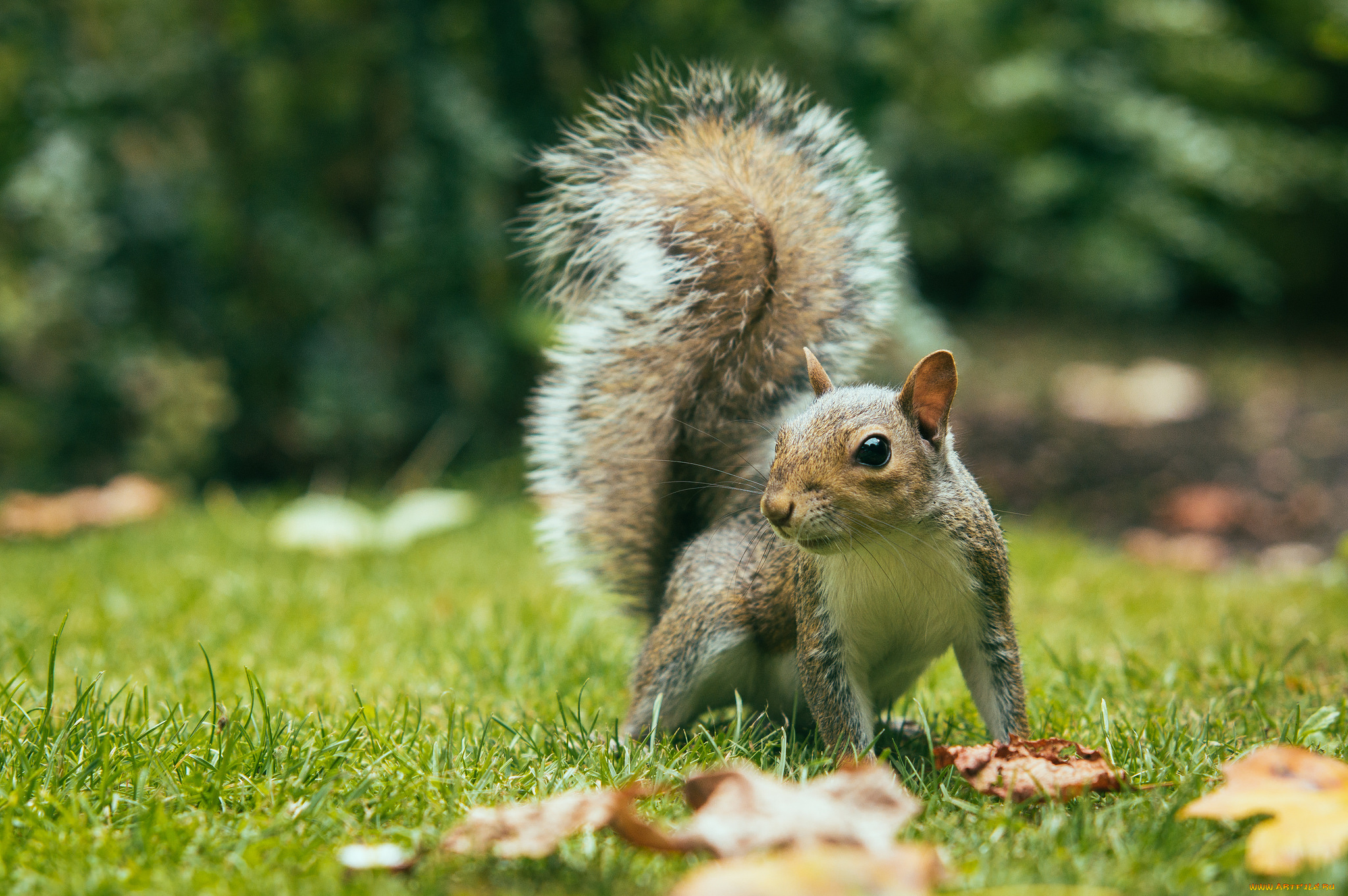 животные, белки, белка, взгляд, пушистый, хвост, настороженность