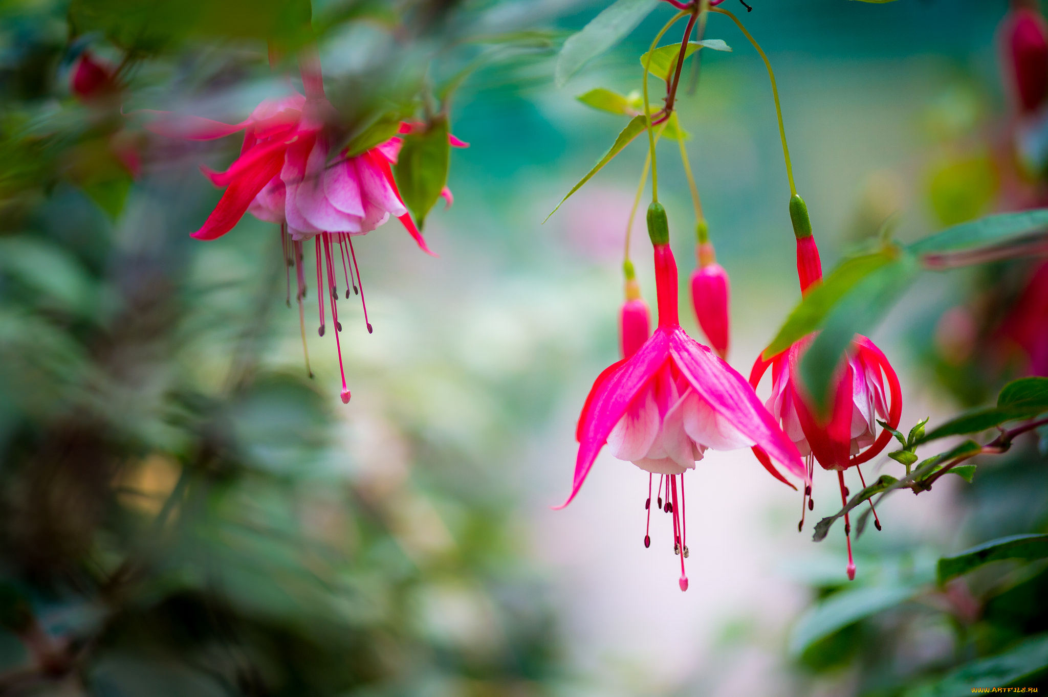 цветы, фуксия, flowering, fuchsia, цветение