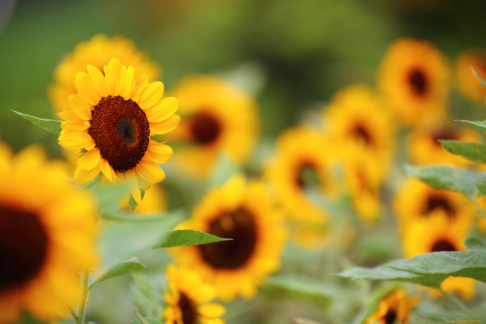 цветы, подсолнухи, подсолнух, цветение