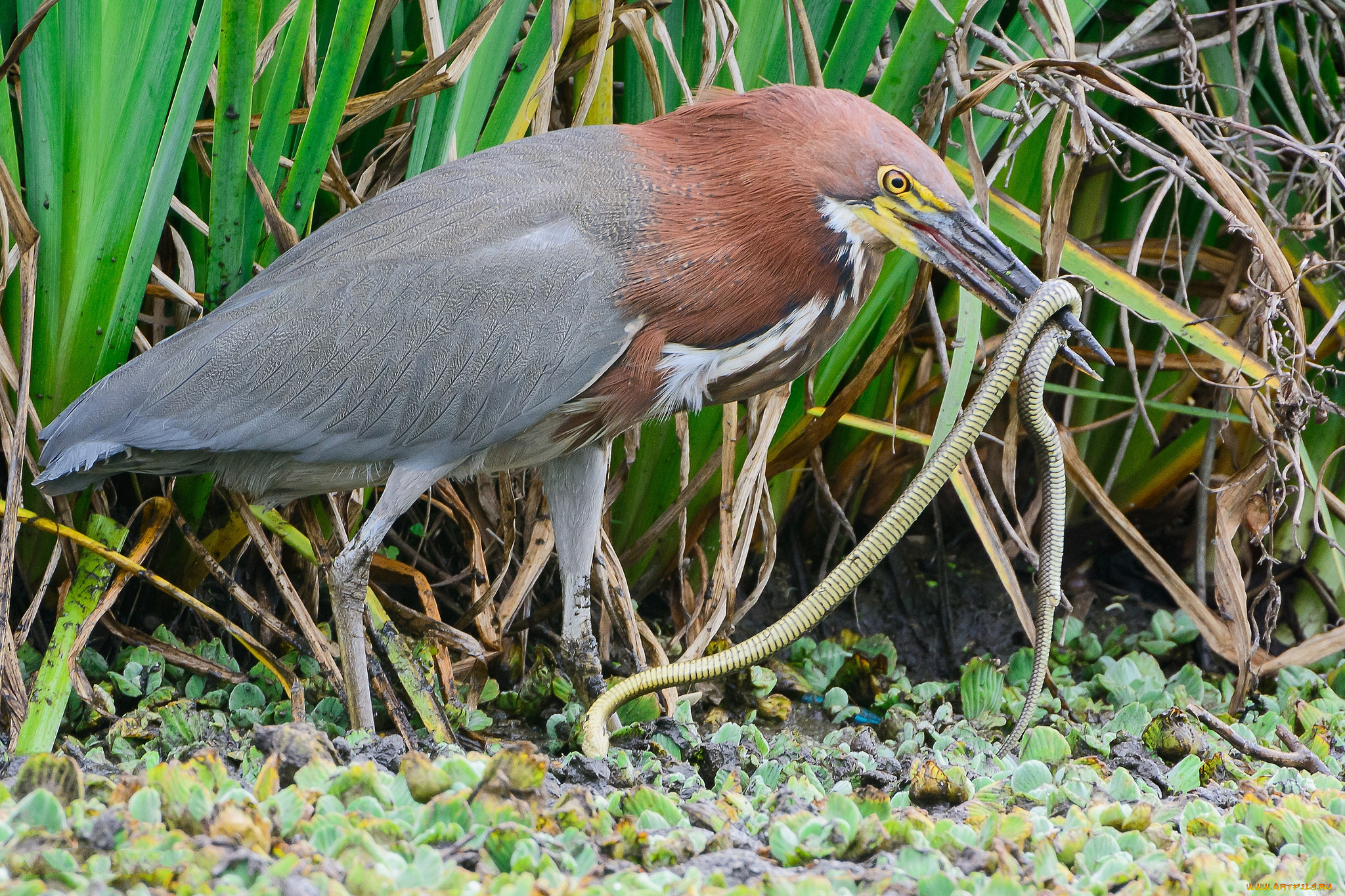 животные, цапли, , выпи, охота, цапля, змея