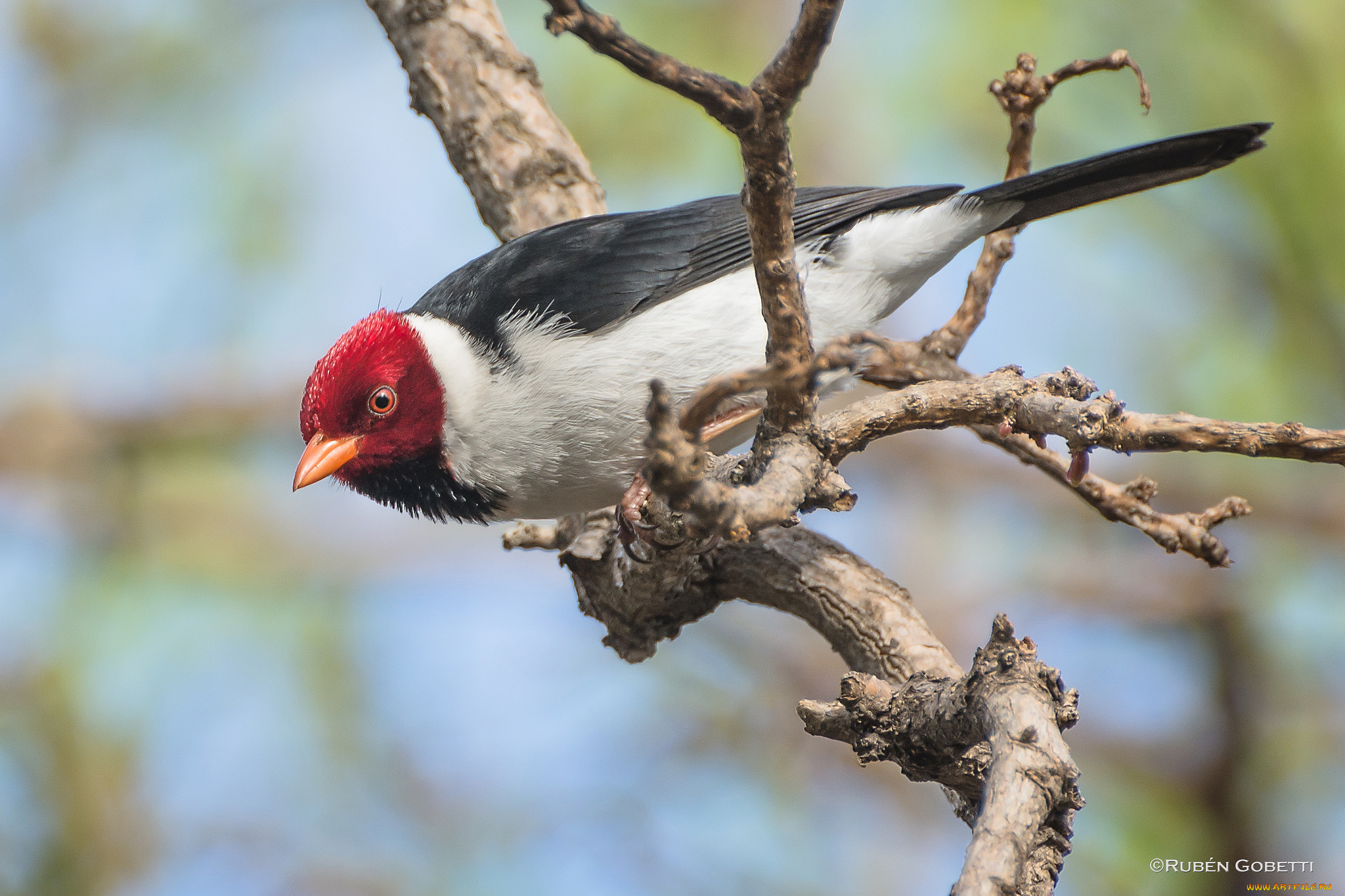 животные, птицы, птица