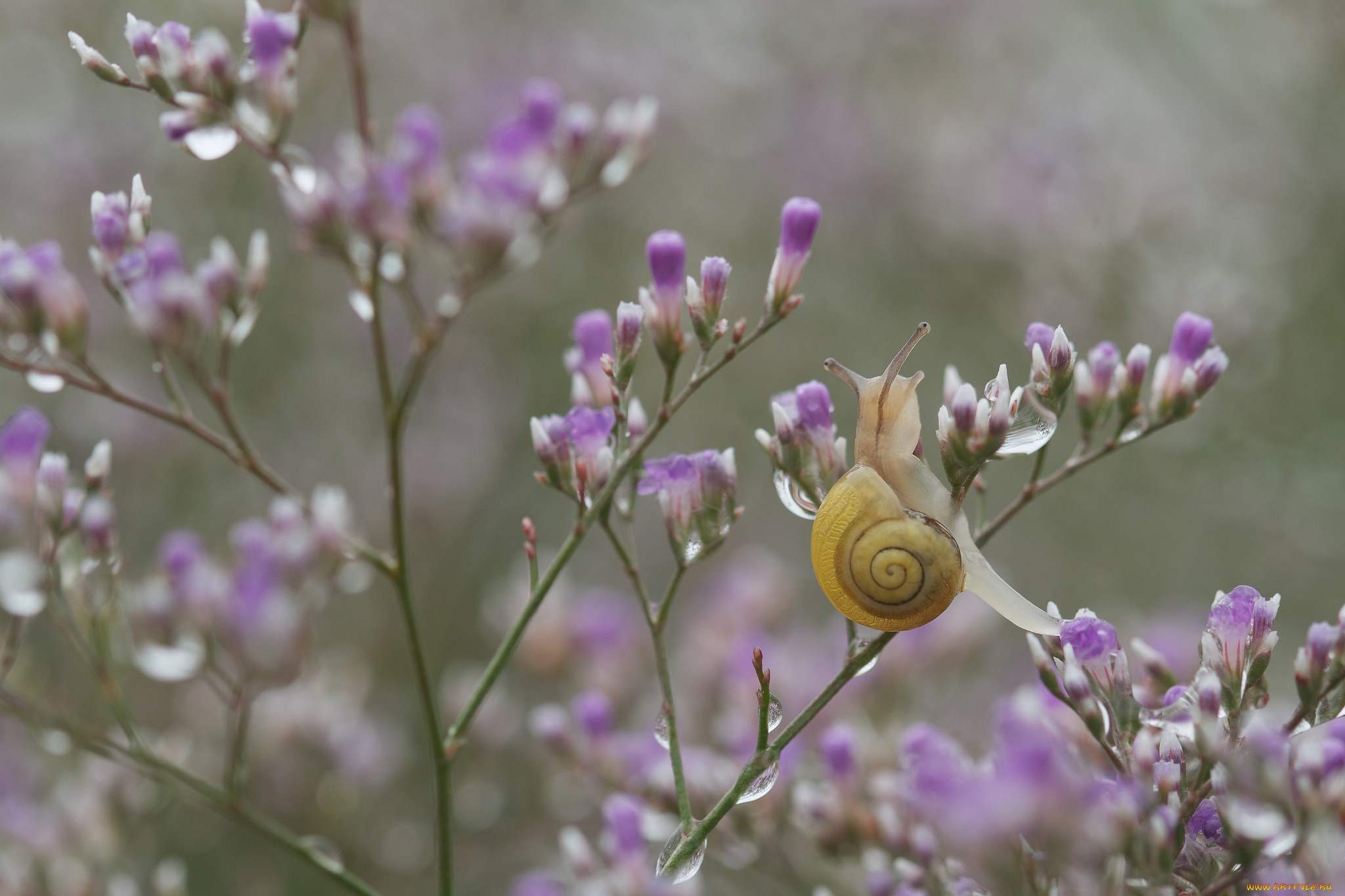 животные, улитки, ветка, улитка, капли, цветы