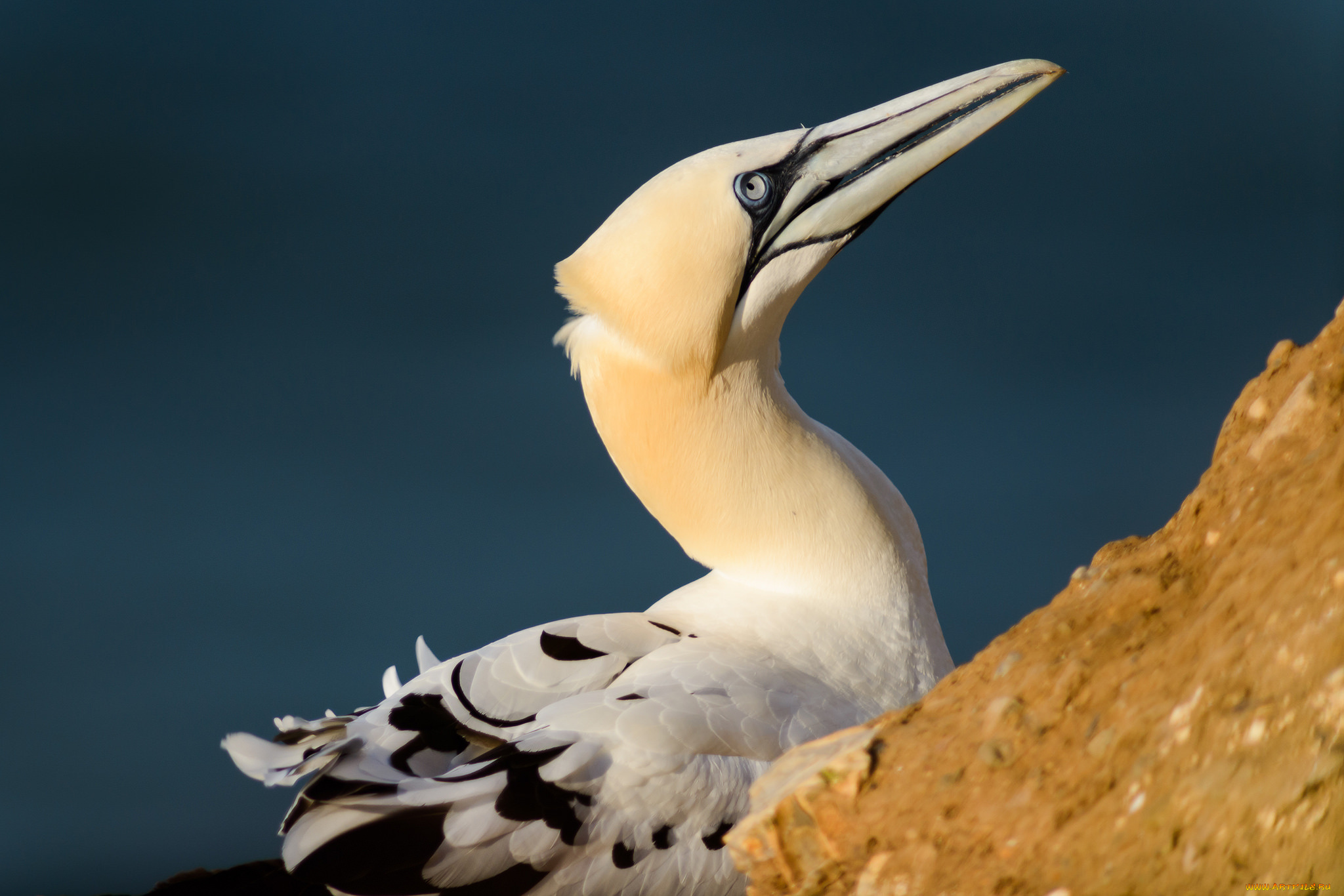 животные, птицы, птица, клюв