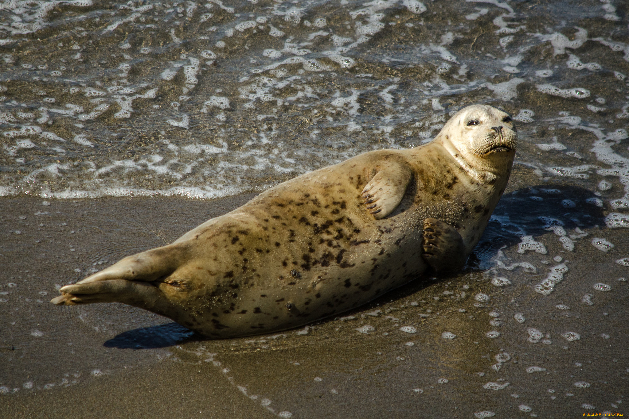животные, тюлени, , морские, львы, , морские, котики, животное, вода