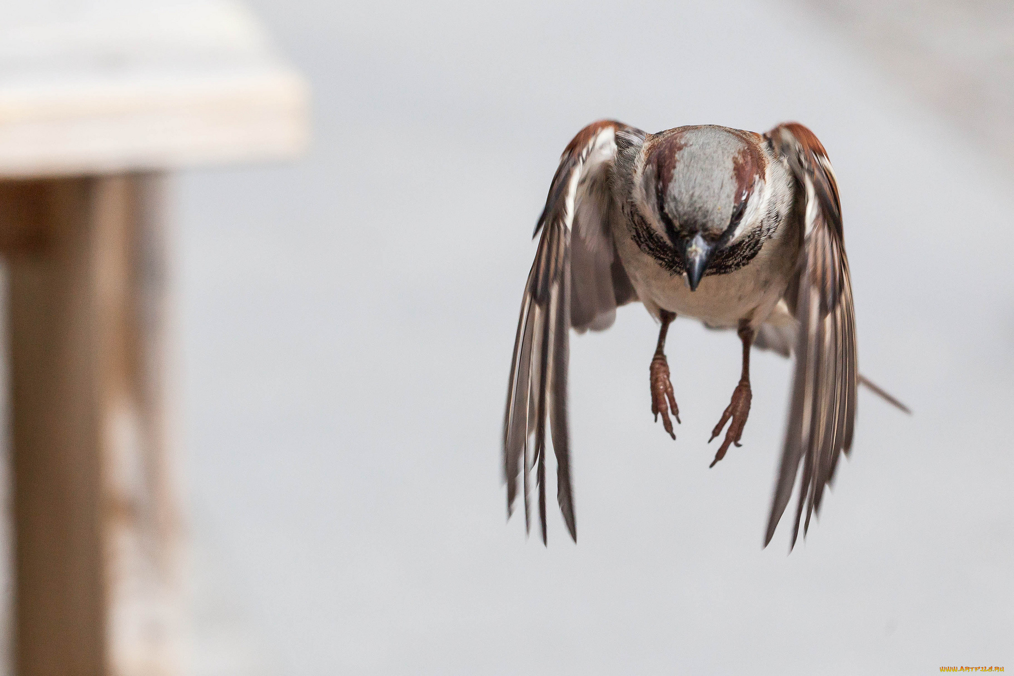 животные, воробьи, воробей
