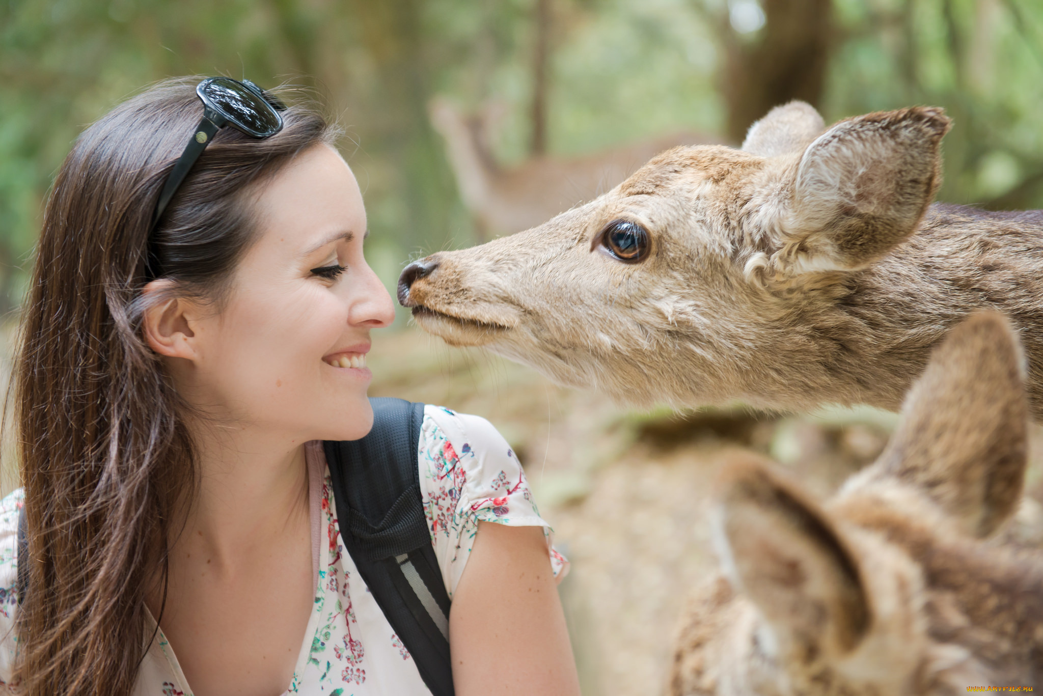 девушки, -unsort, , лица, , портреты, животные, профиль, улыбка, шатенка, лицо, девушка