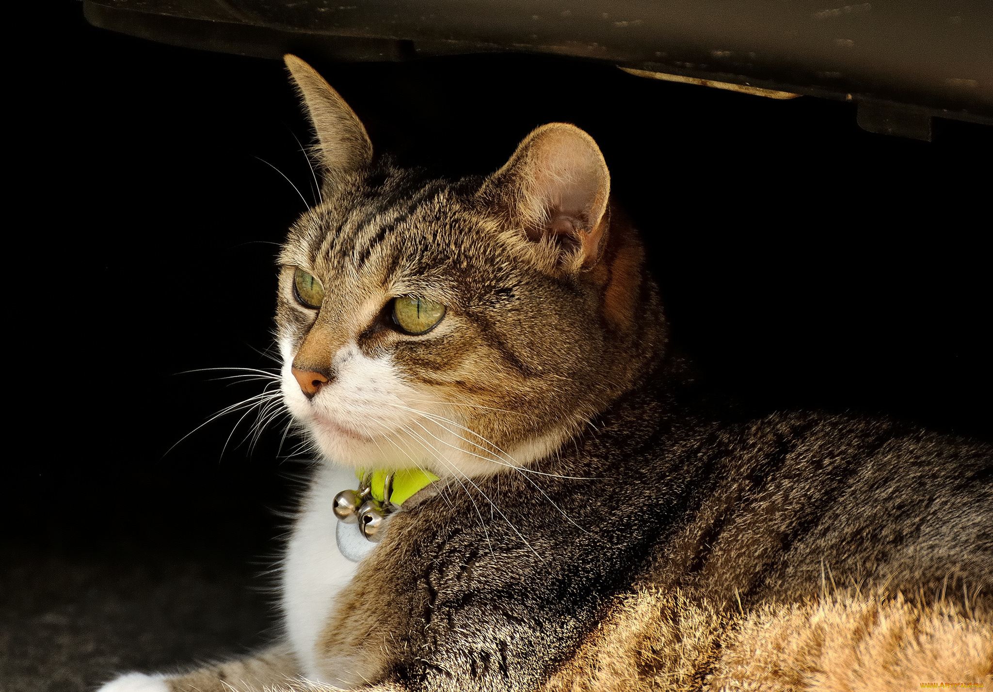 животные, коты, колокольчики, полосатая, киса