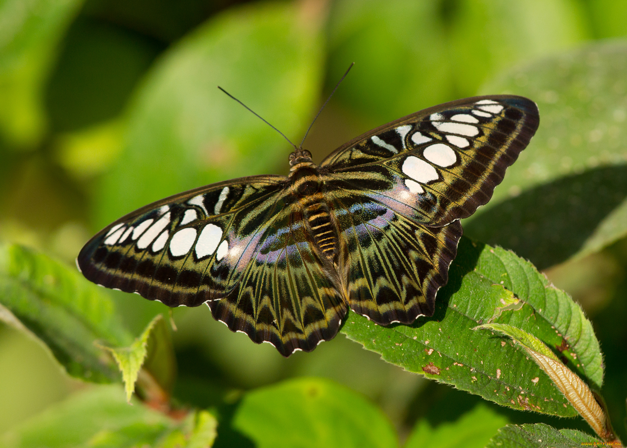 животные, бабочки, бабочка