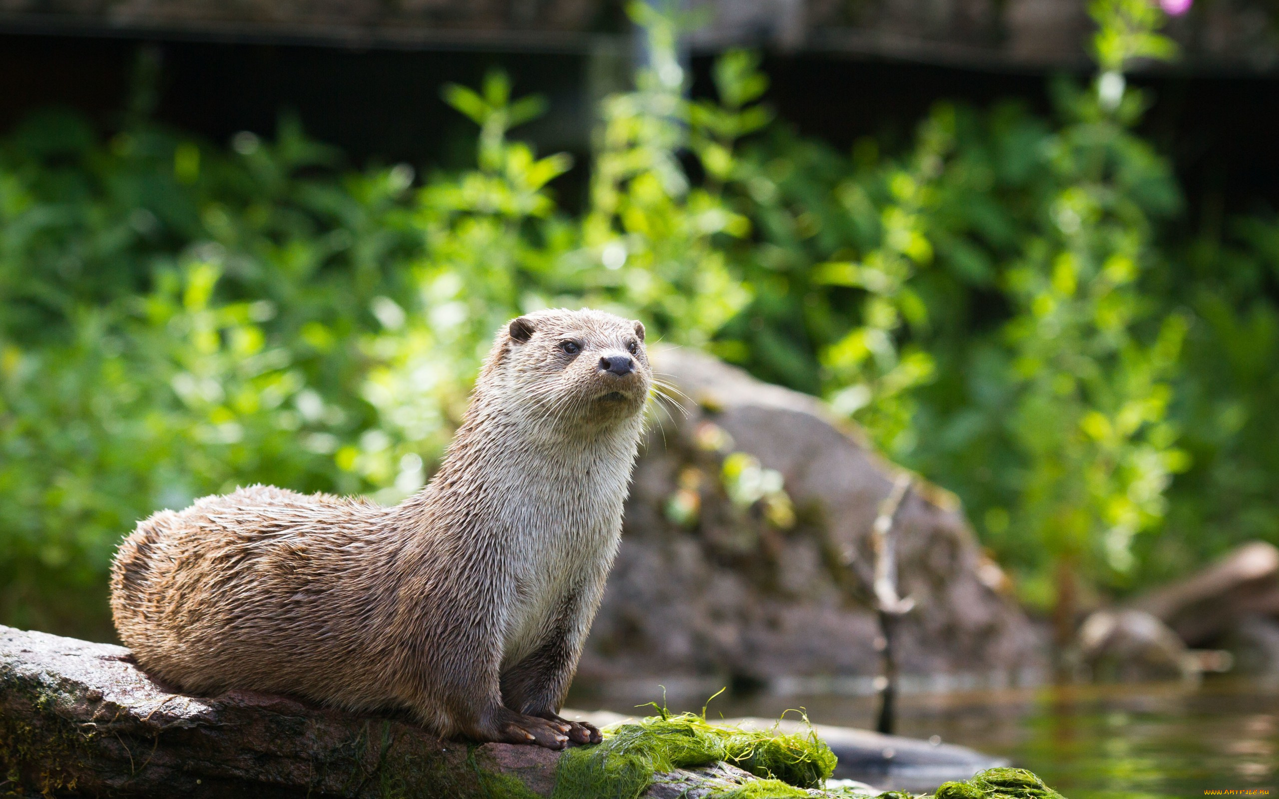 животные, выдры, , каланы, , ондатры, выдра, камень, тина, взгляд
