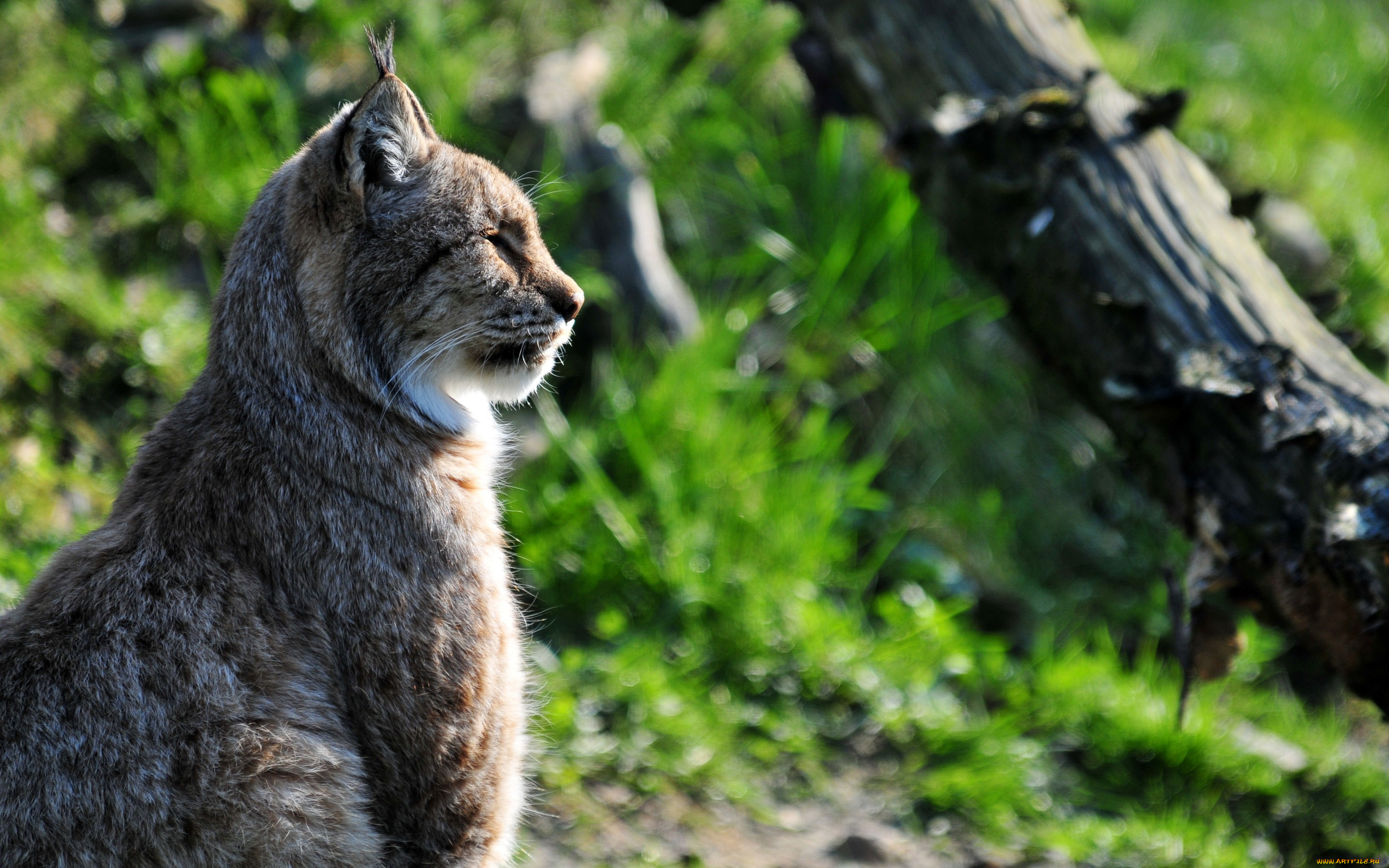 животные, рыси, профиль, кошка, рысь