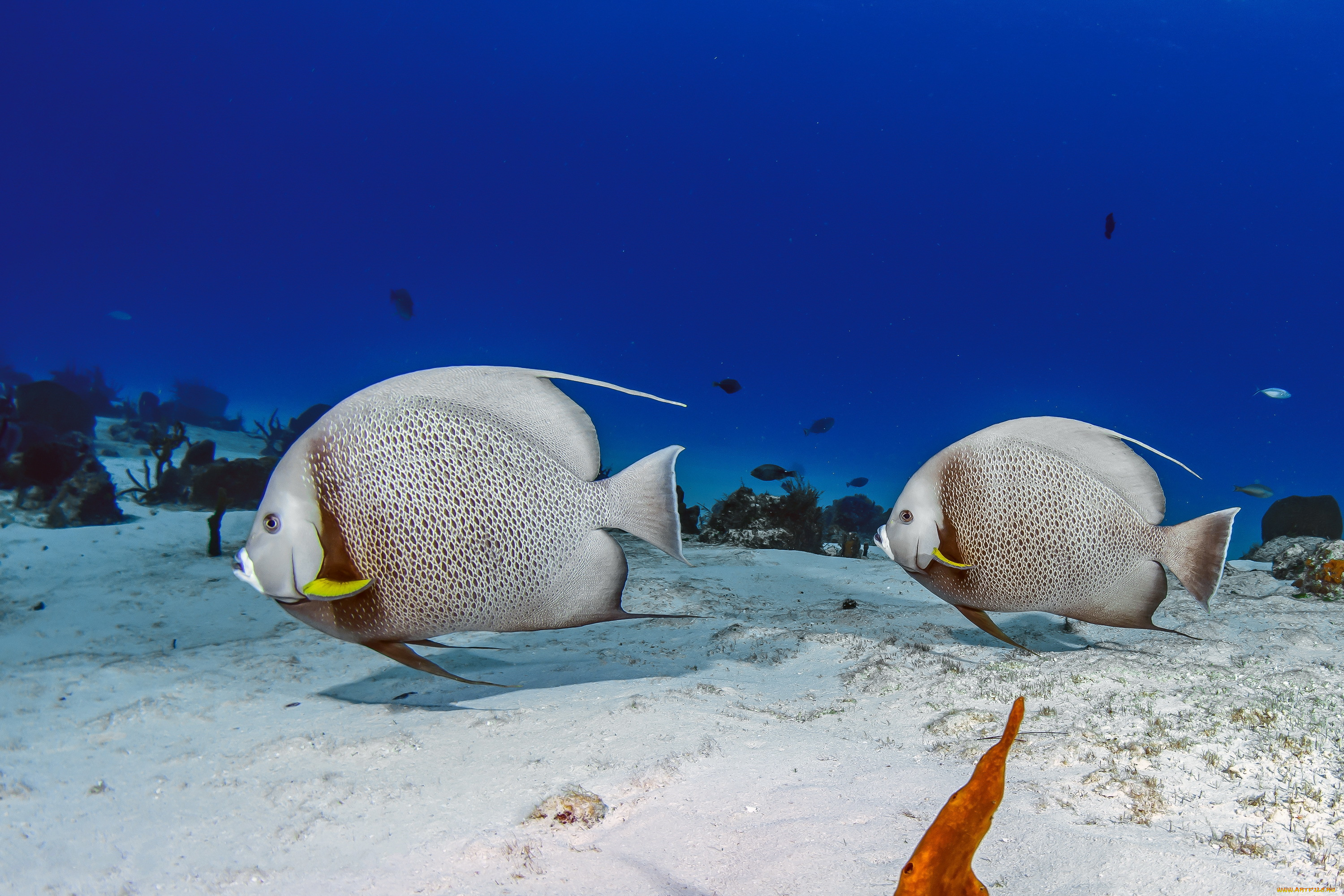 животные, рыбы, водоросли, песок, океан, море