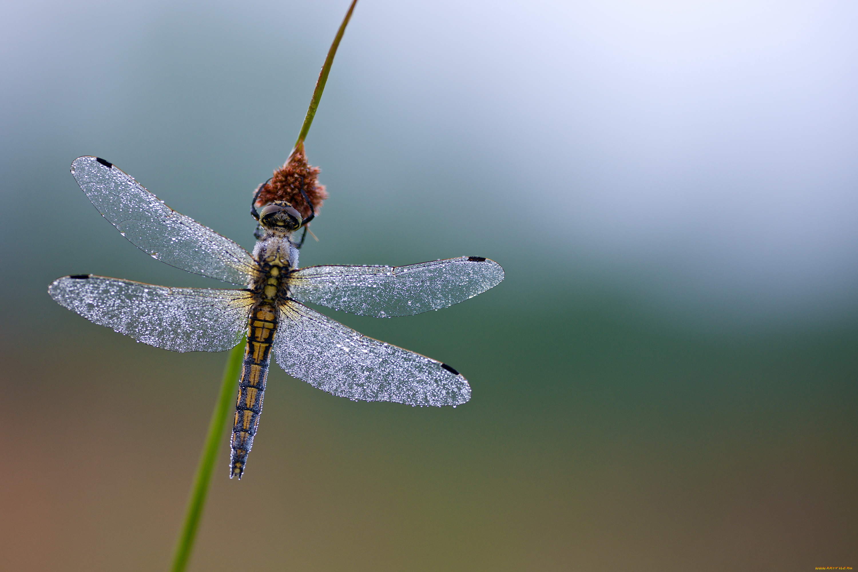 животные, стрекозы, роса, капельки, стрекоза, травинка
