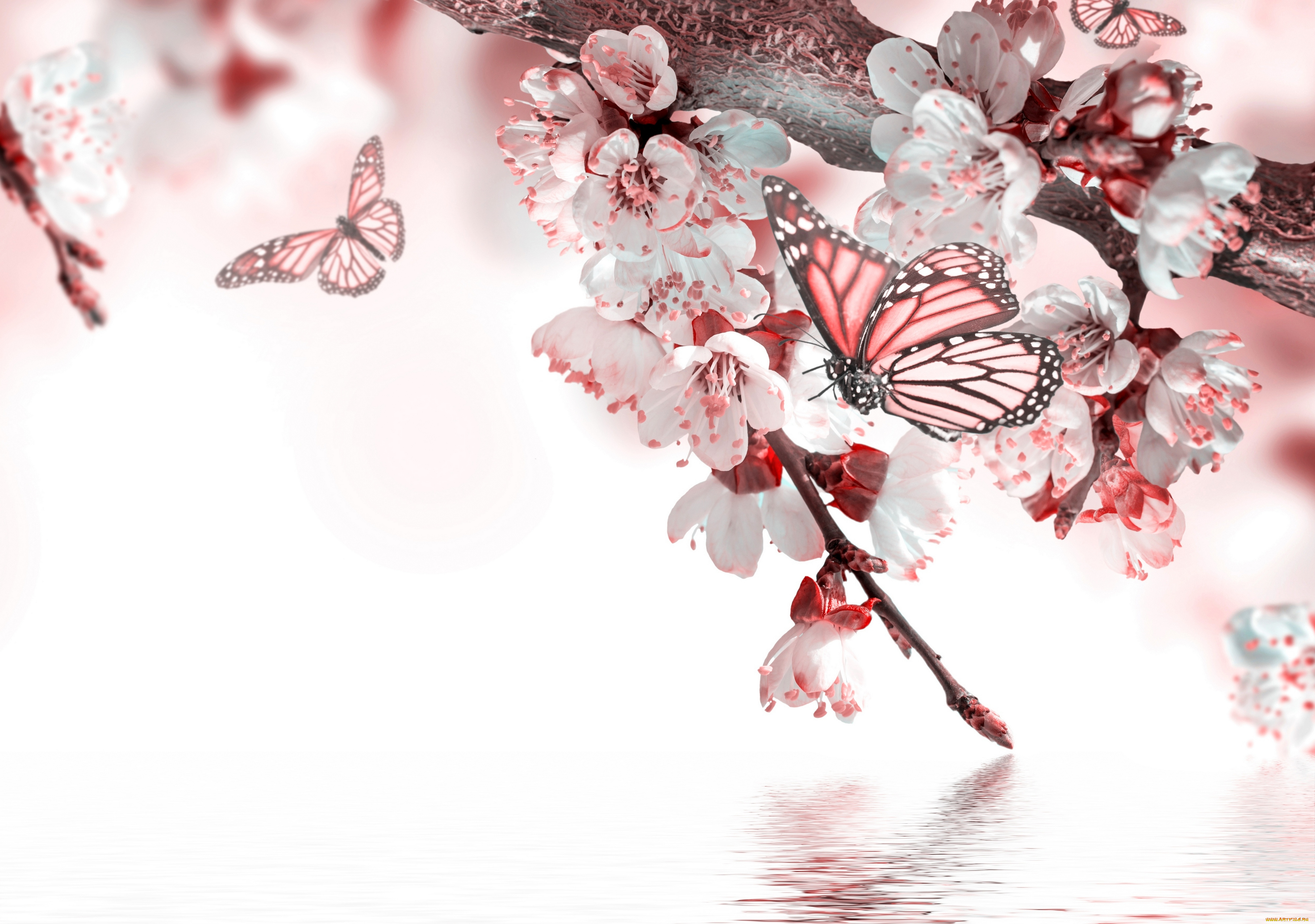 разное, компьютерный, дизайн, вода, бабочка, весна, цветение, цветочки, веточки