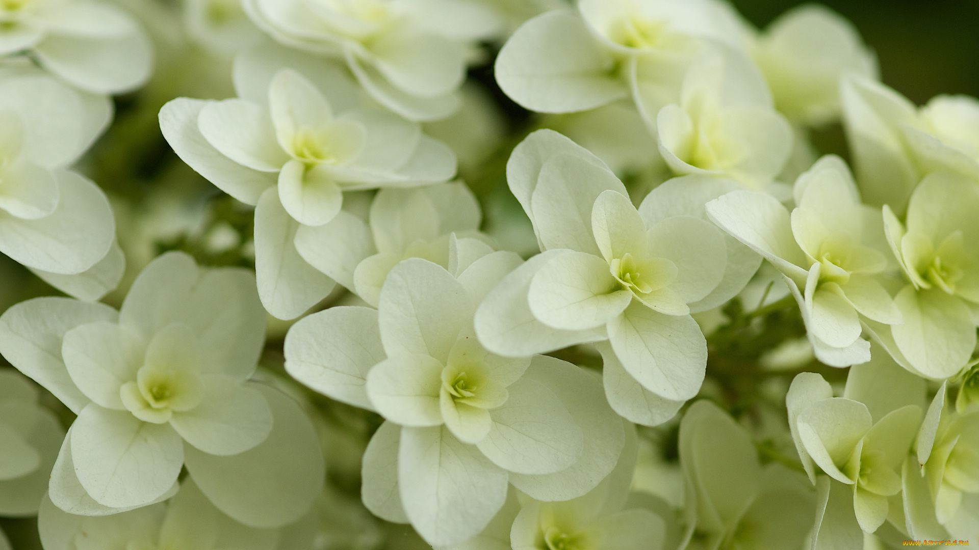 цветы, гортензия, белые, соцветие, макро