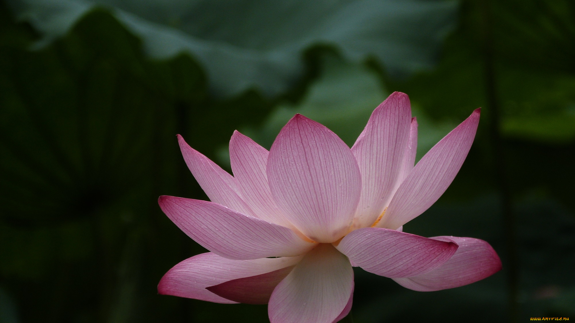 цветы, лотосы, лепестки, фон