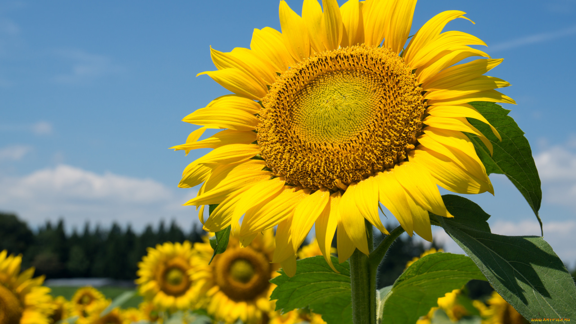 цветы, подсолнухи, подсолнух