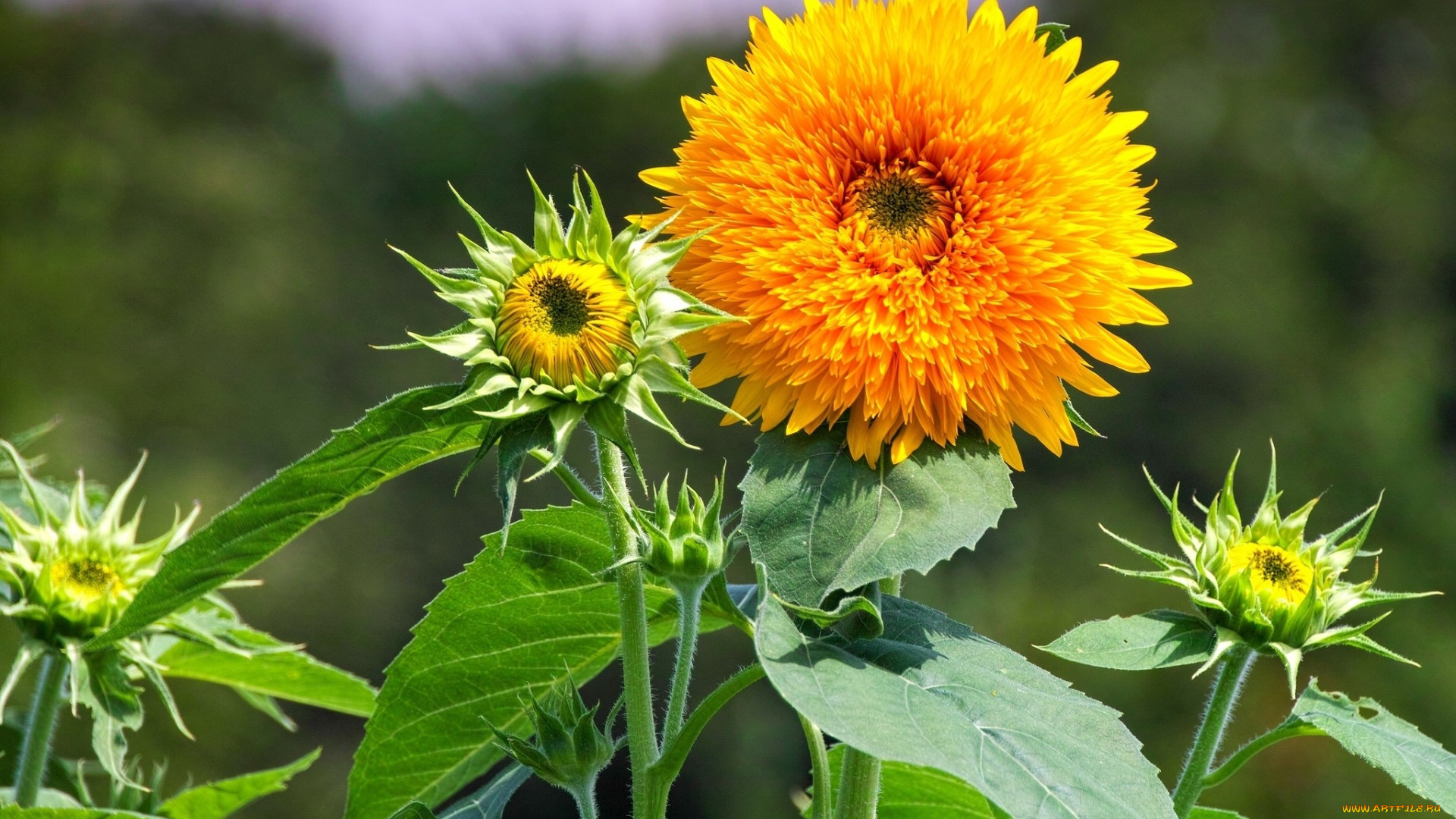 цветы, подсолнухи, подсолнух, лепестки, желтый