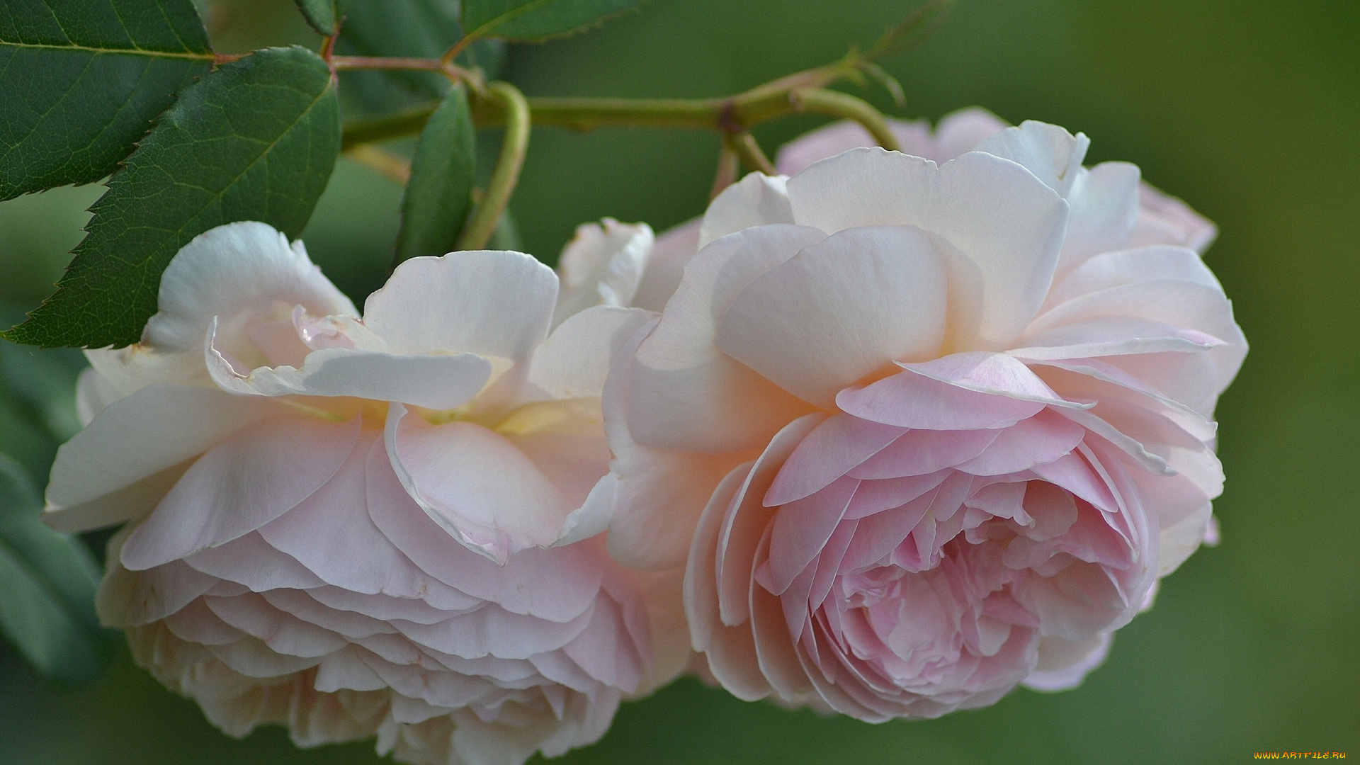 цветы, розы, лепестки, бутоны, макро